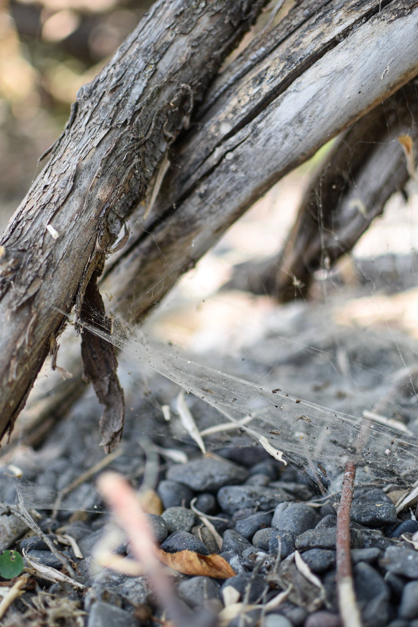 Master Webbing, Eastern WA, 2024