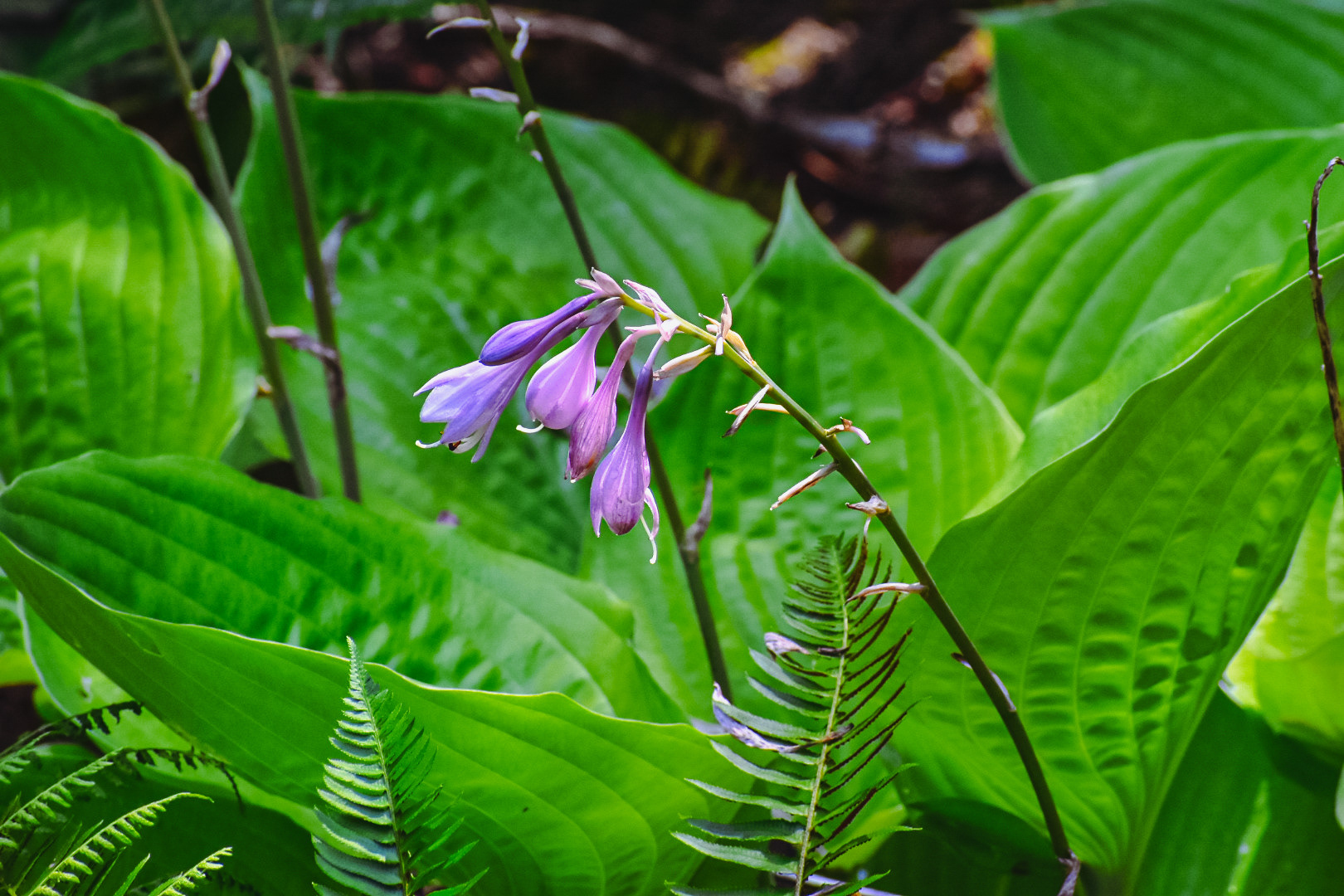 Purple Flowers Majesty, Welches, WA, 2019