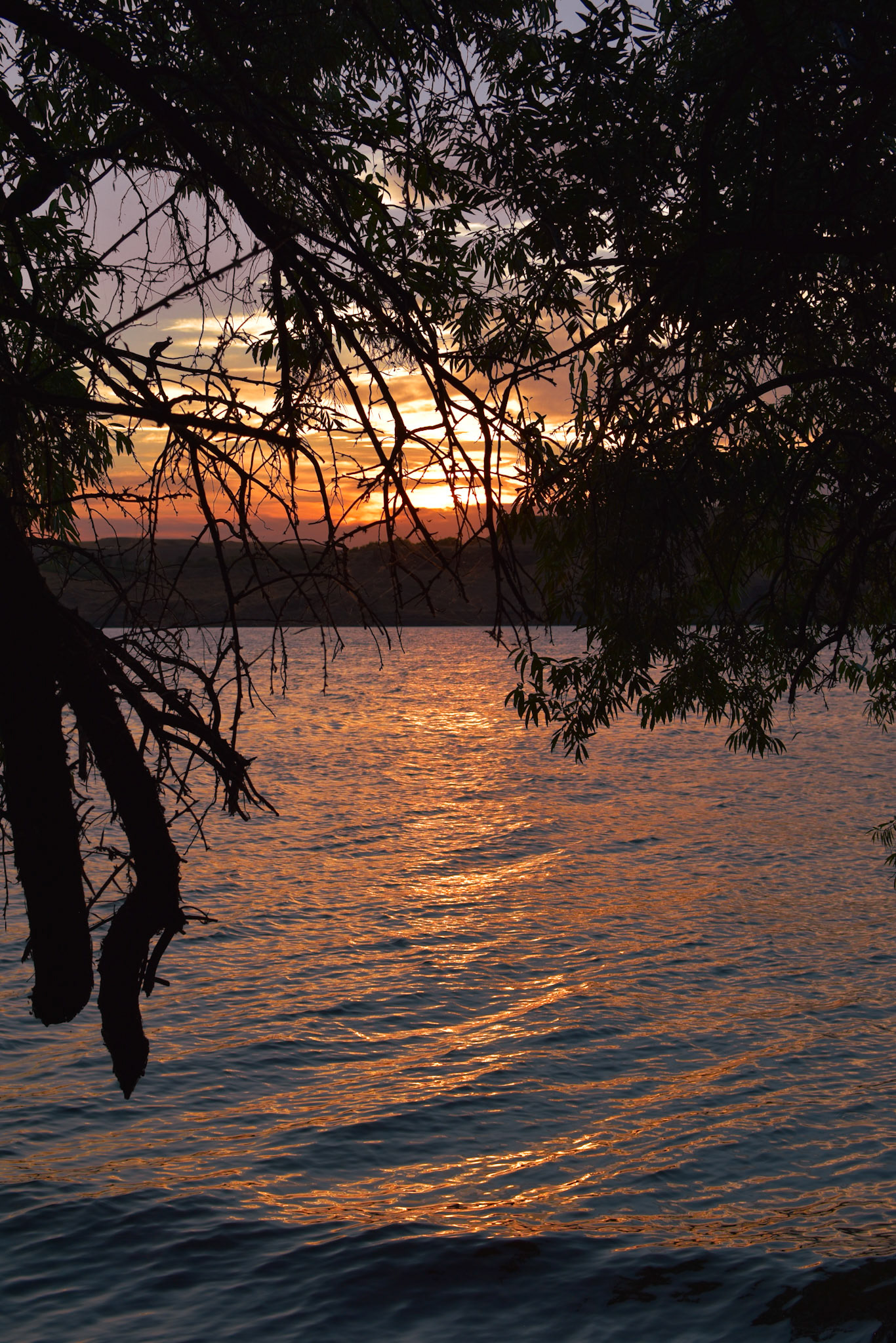 Sunset through the trees, Eastern WA, 2024