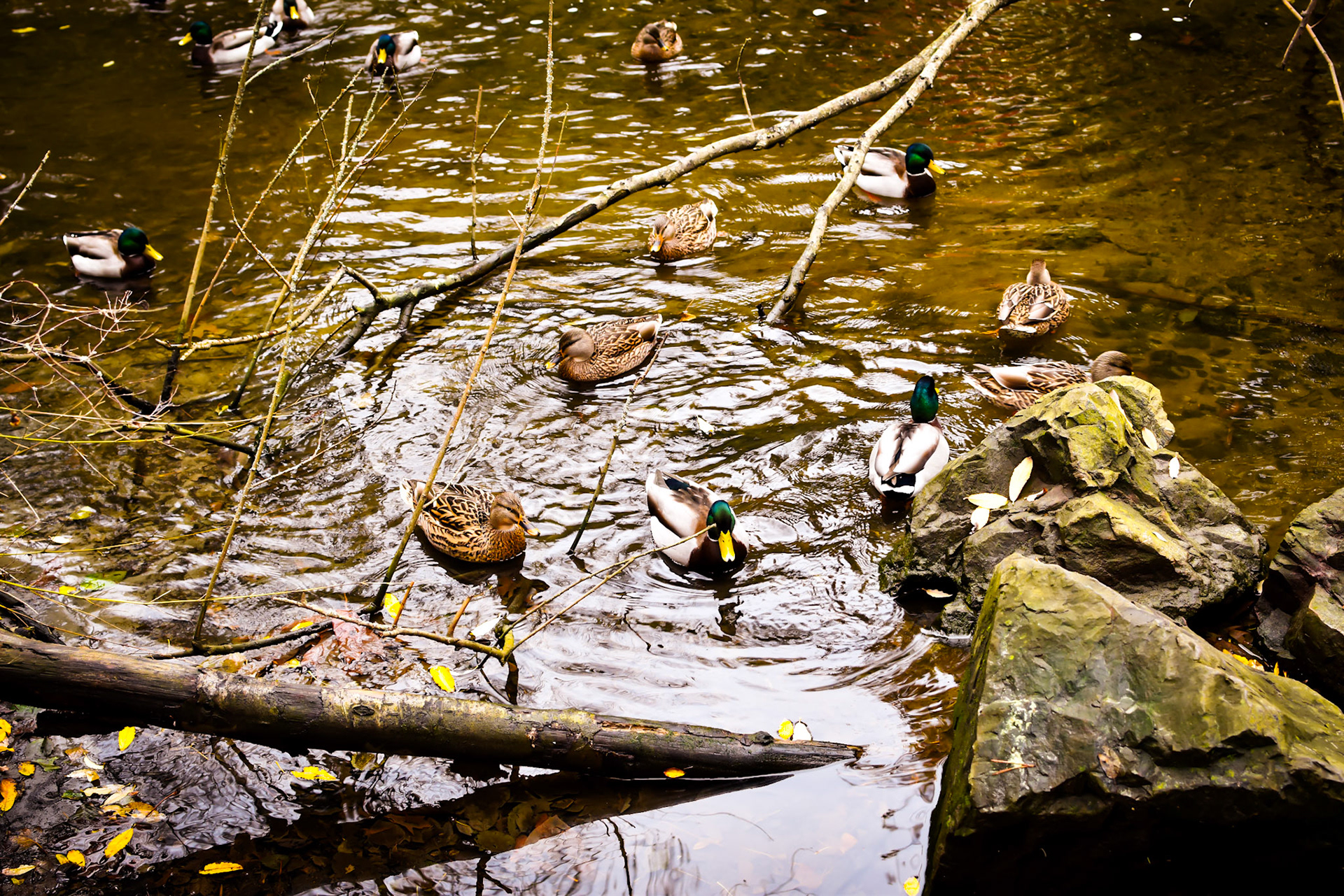 Duck Party, Des Moines Marina, WA, 2023
