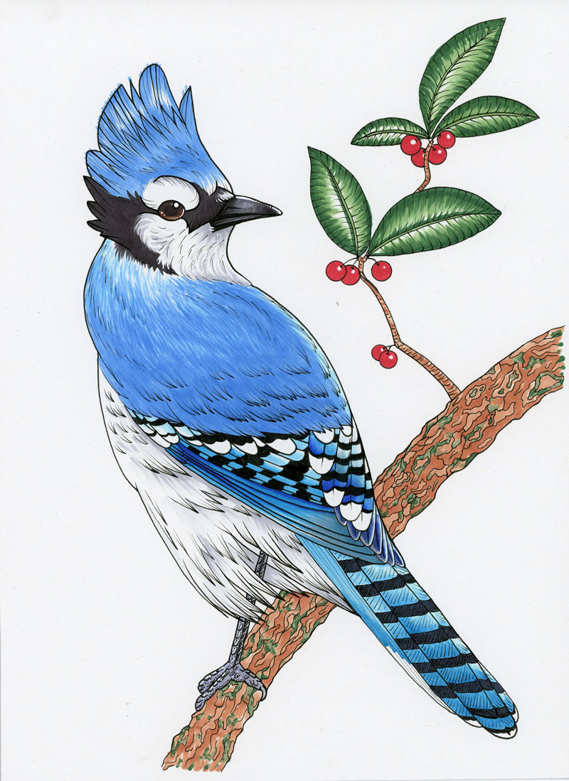 "Blue Jay" Marker. 8.5"x11" 2020.