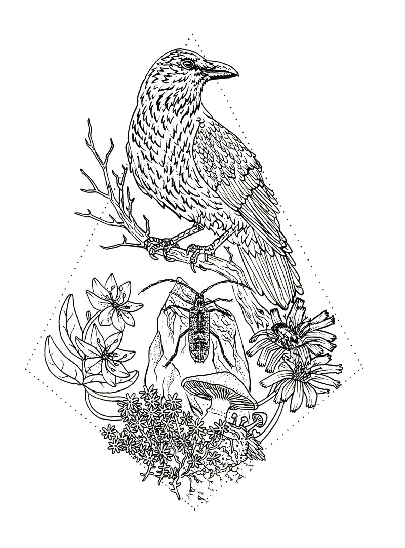 "Crow Beetle" Ink. 8.5"x11" 2020.