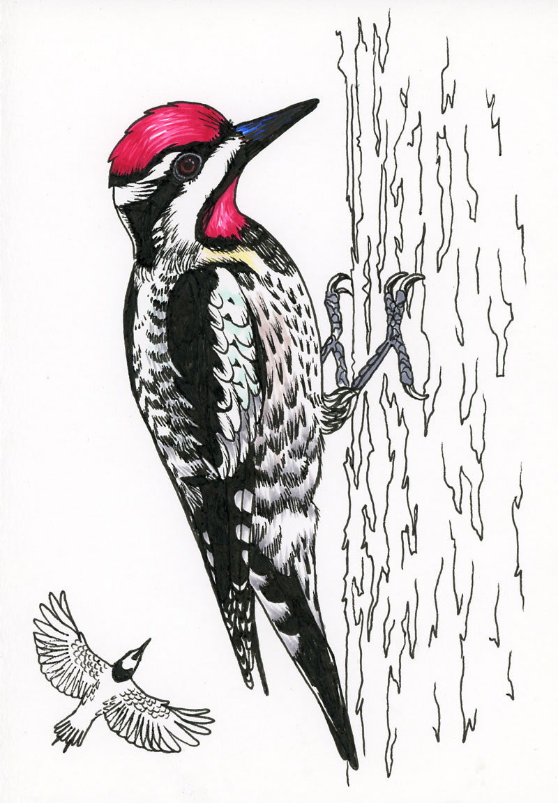 "Yellowbellied Sap-Sucker" Ink. 8.5"x11" 2021.