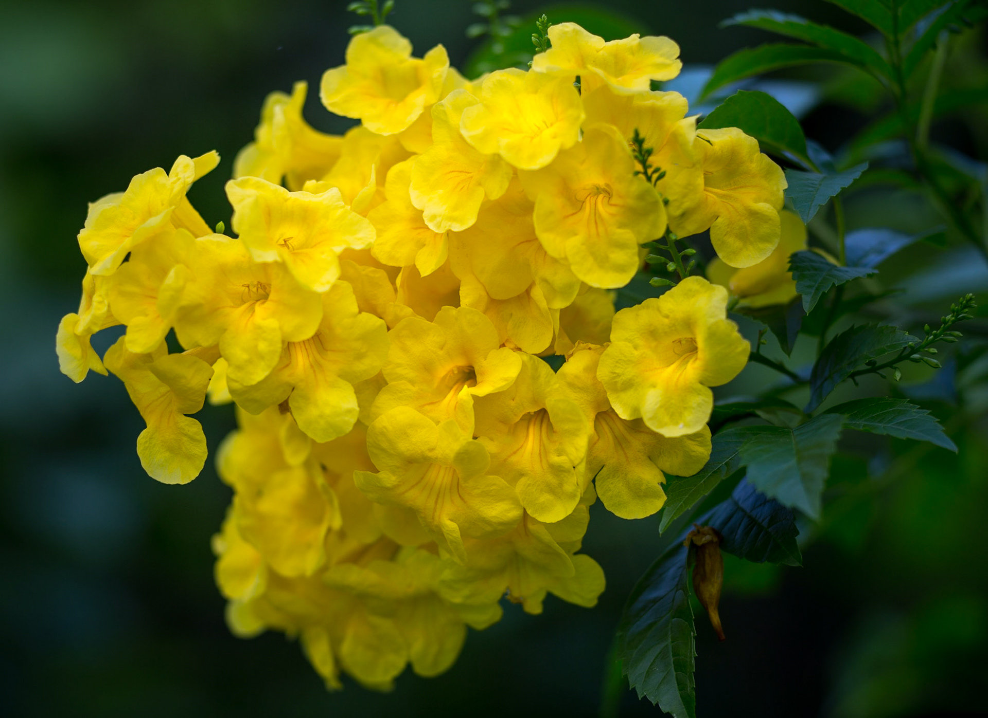 Flowers-1396