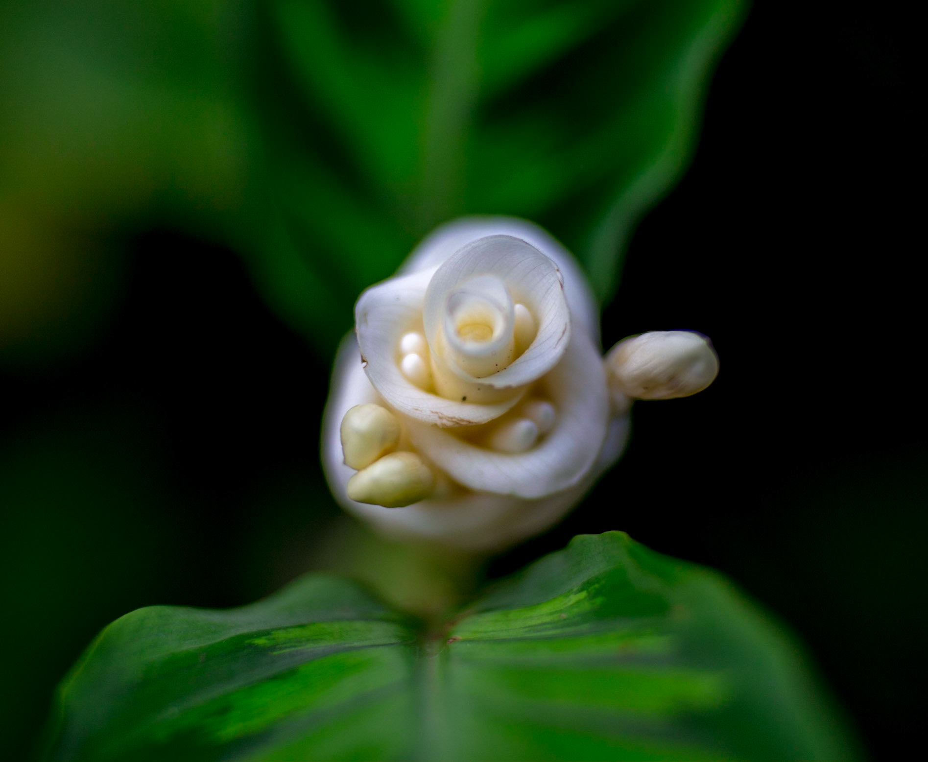 Flowers-1389