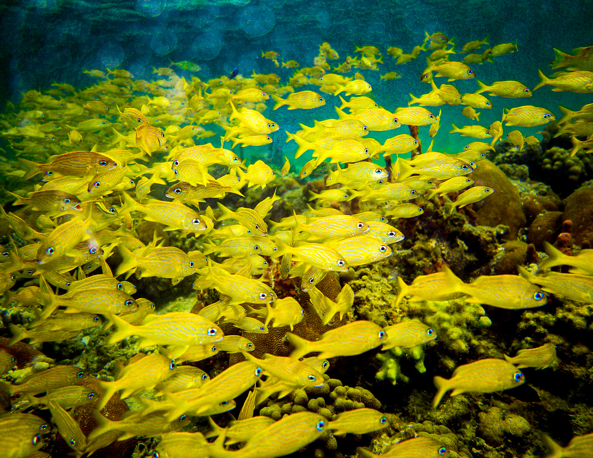 Yellowtails, Close - 909