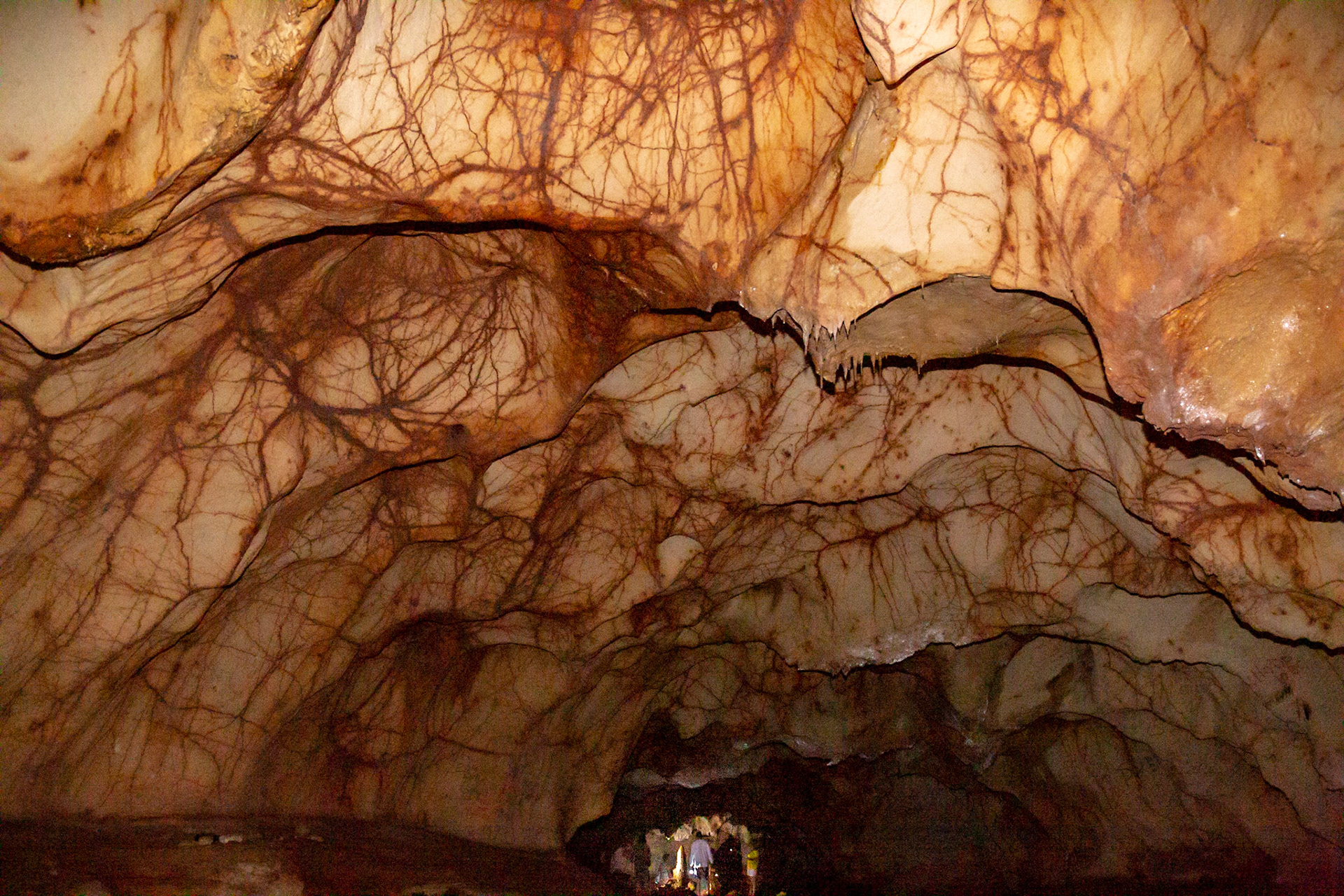 Veined Ceiling - 6339