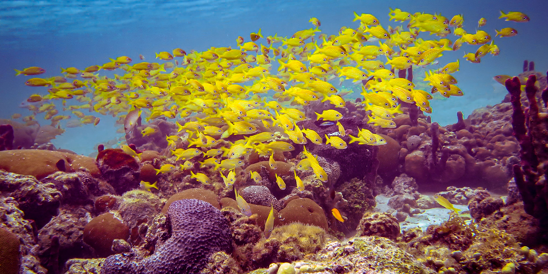 Yellowtails - 899