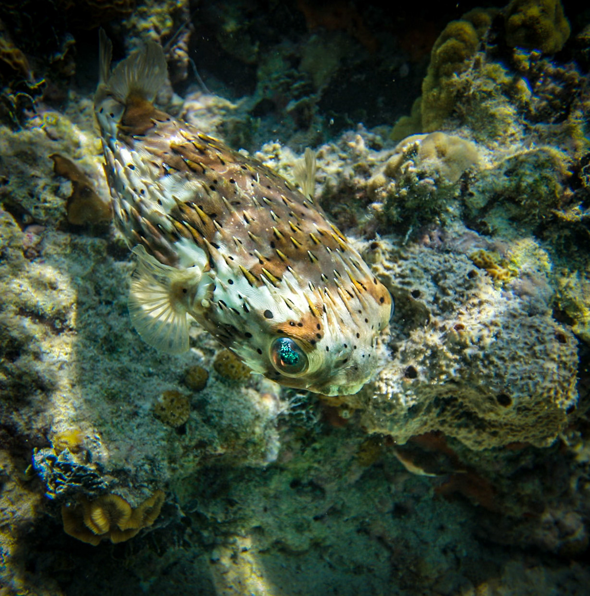 Porcupinefish 270