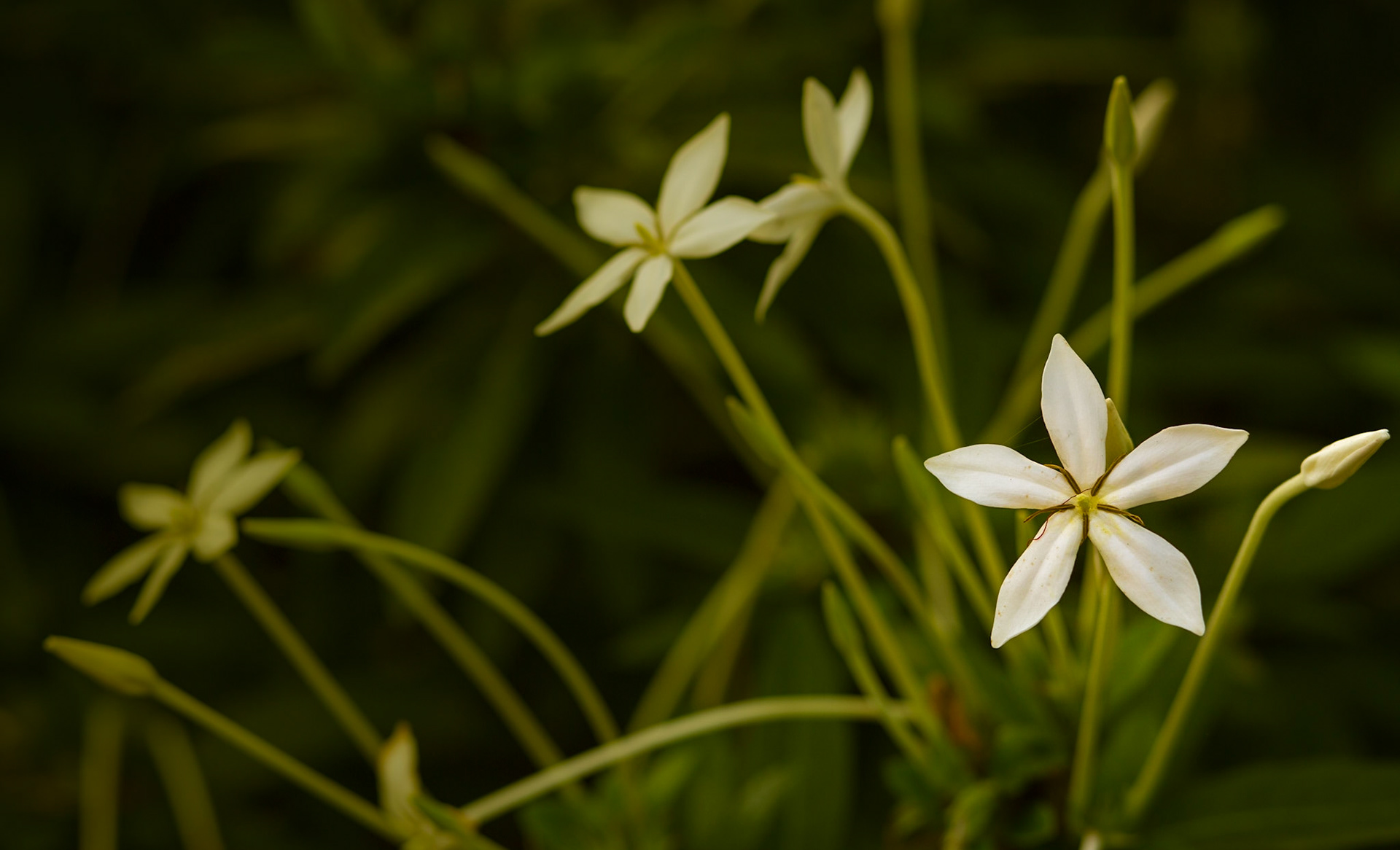 Flowers-1316