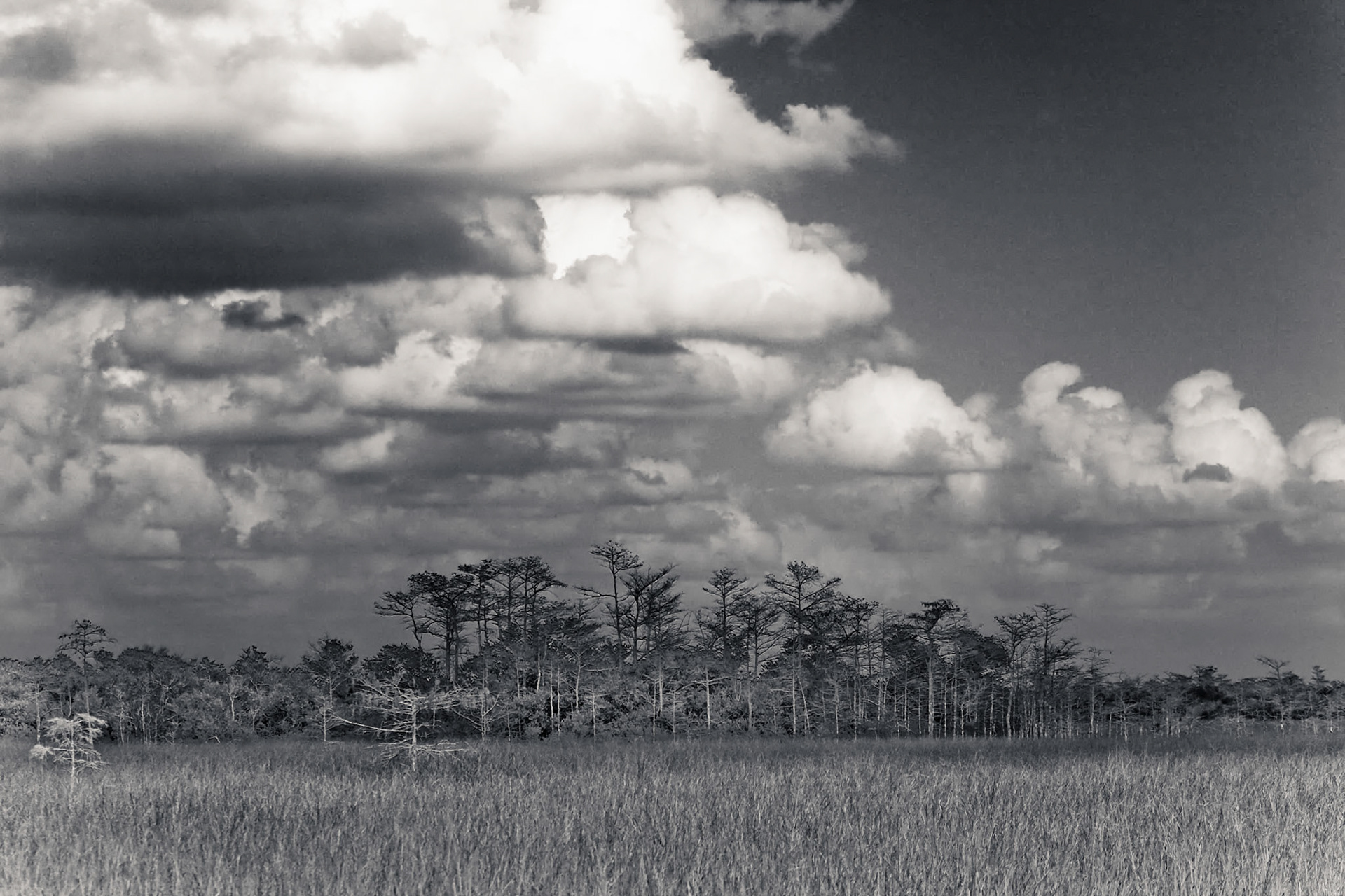 EN2406 -Everglades National Park, the largest subtropical wilderness in the United States, boasts rare and endangered species. It has been designated a World Heritage Site, International Biosphere Reserve, and Wetland of International Importance, significant to all people of the world.