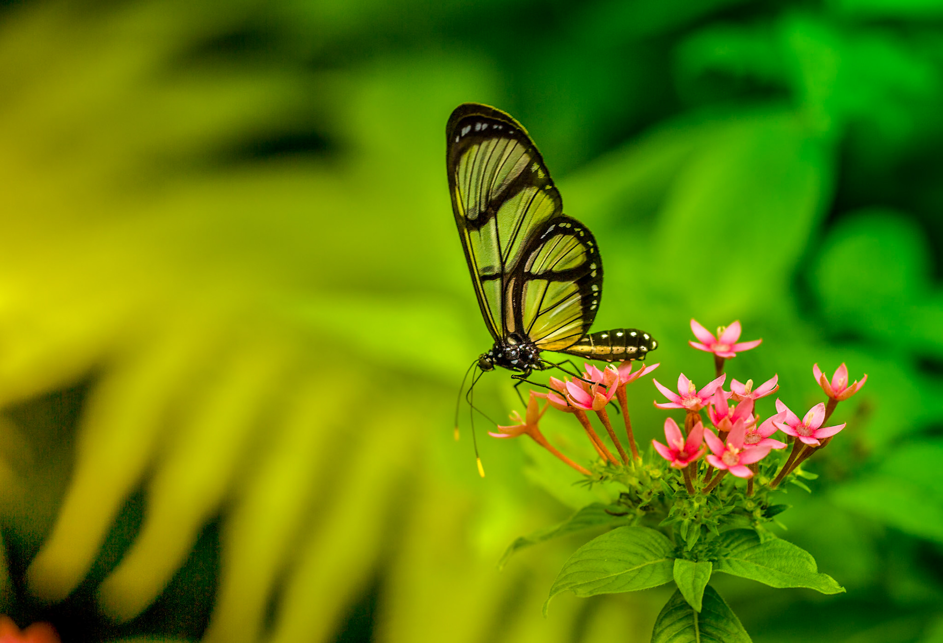 Glasswing on Pink - 1264