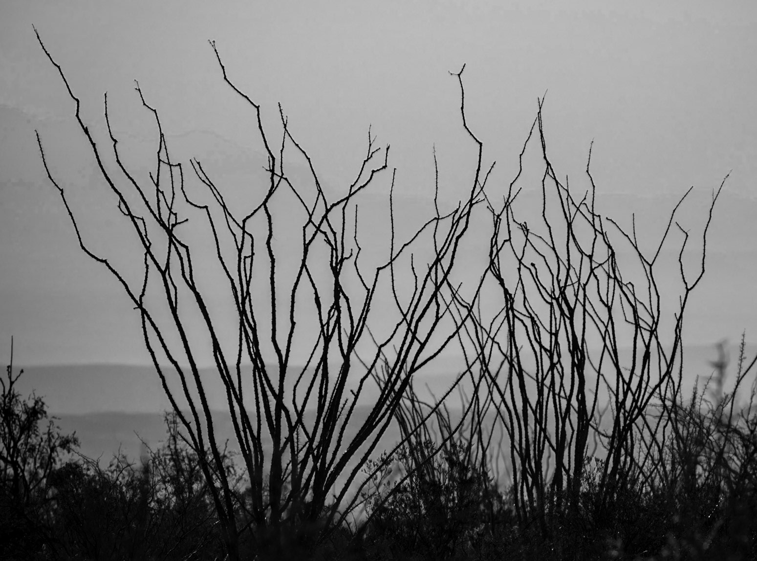Ocotillo Silhouettes in Haze - 1808
