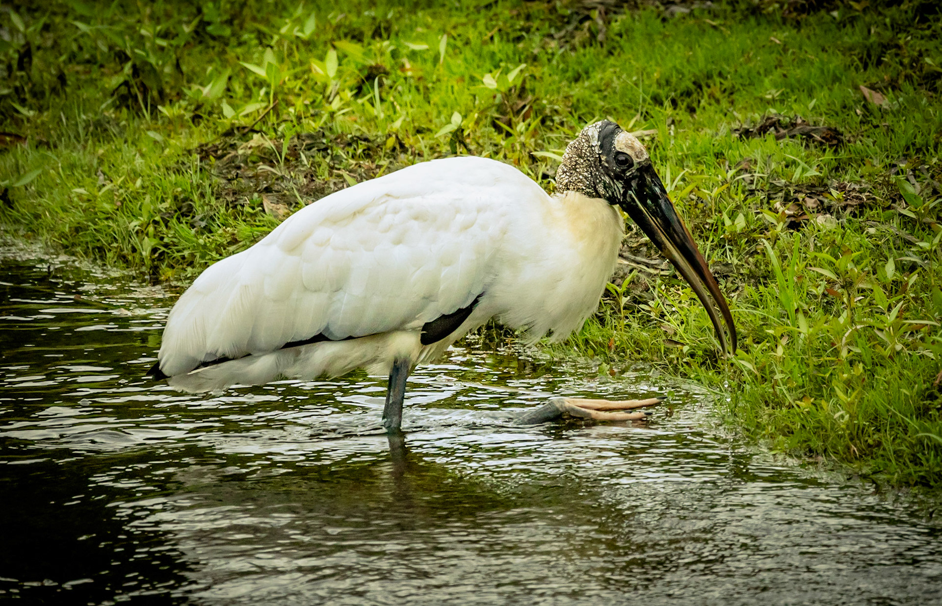 Wood Stork -1179