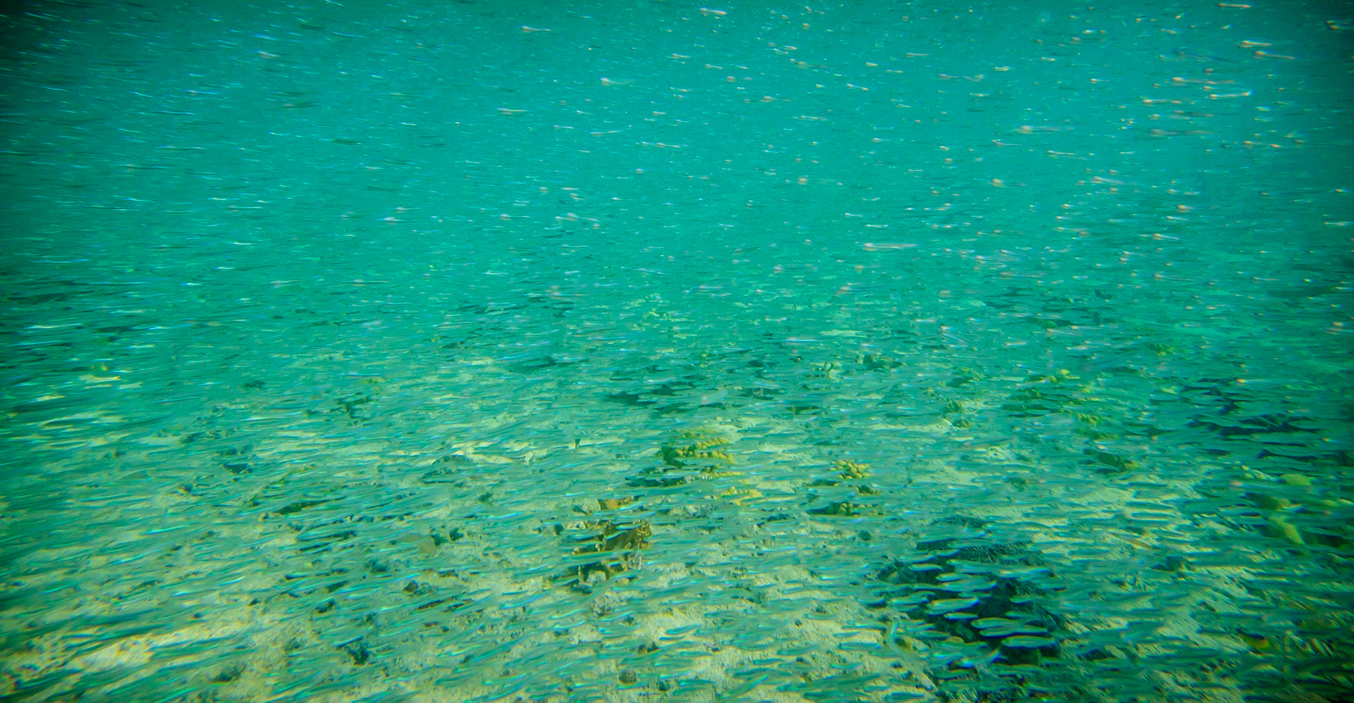 Sea Creatures-2104