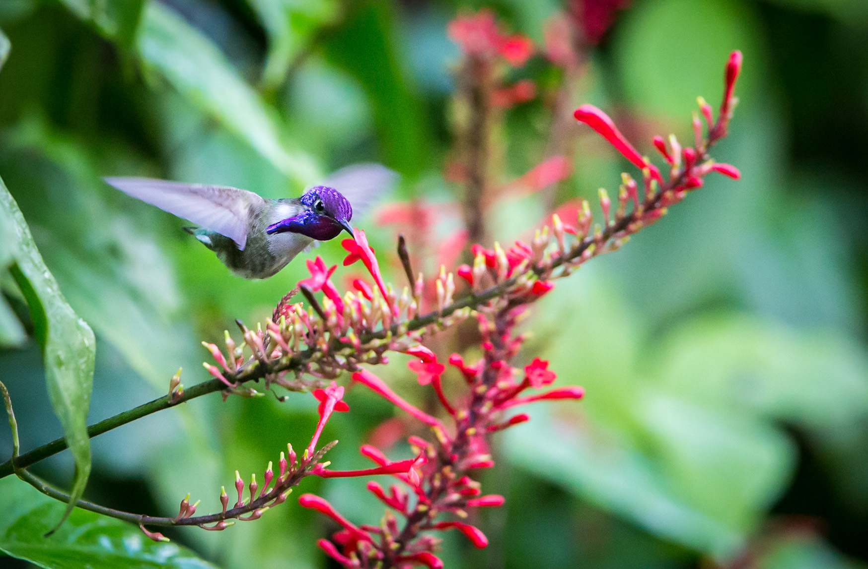 Ruby-throated Hummingbird -1162