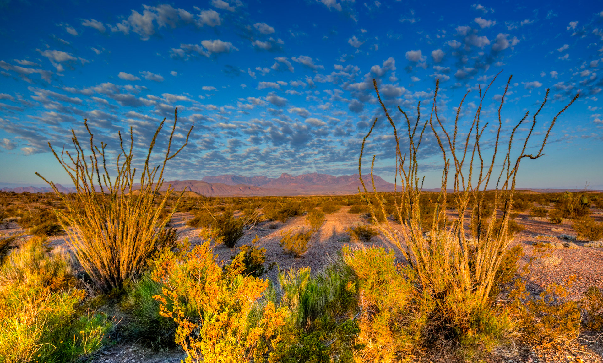 Ocotillo Framing the Chisos - 1829