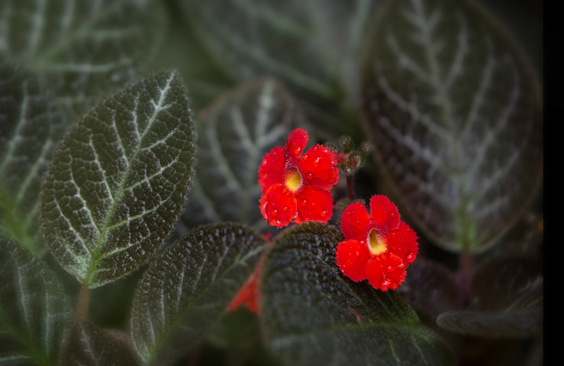 Flowers-1339