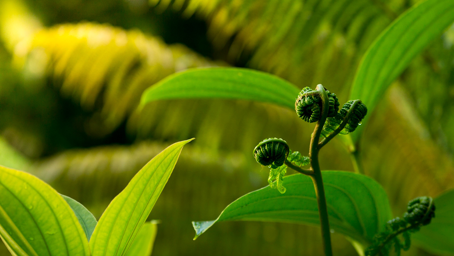 Flowers-1379
