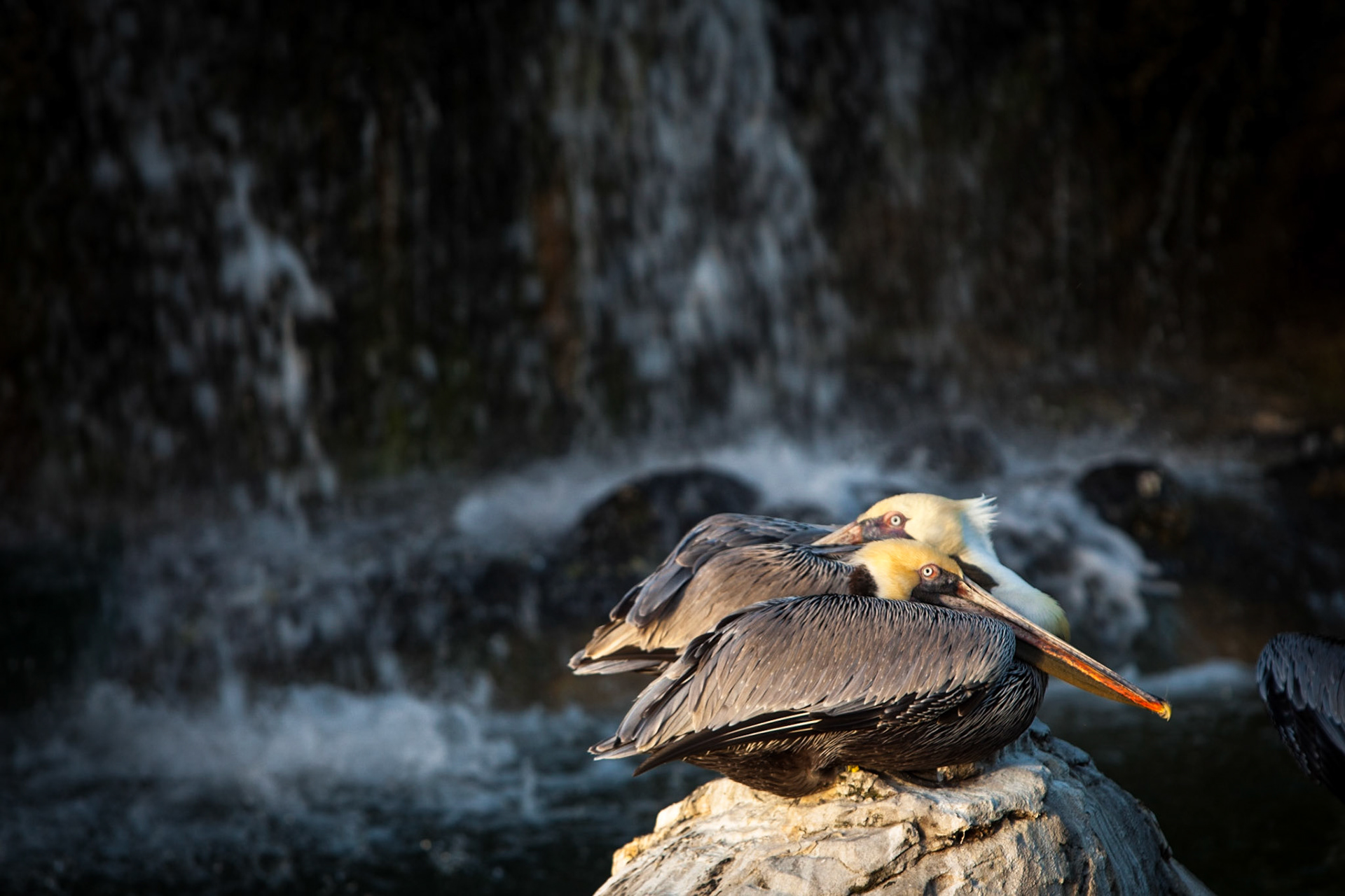 Two Pelicans -1159