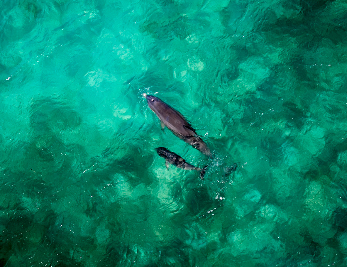 0048 Dolfin
