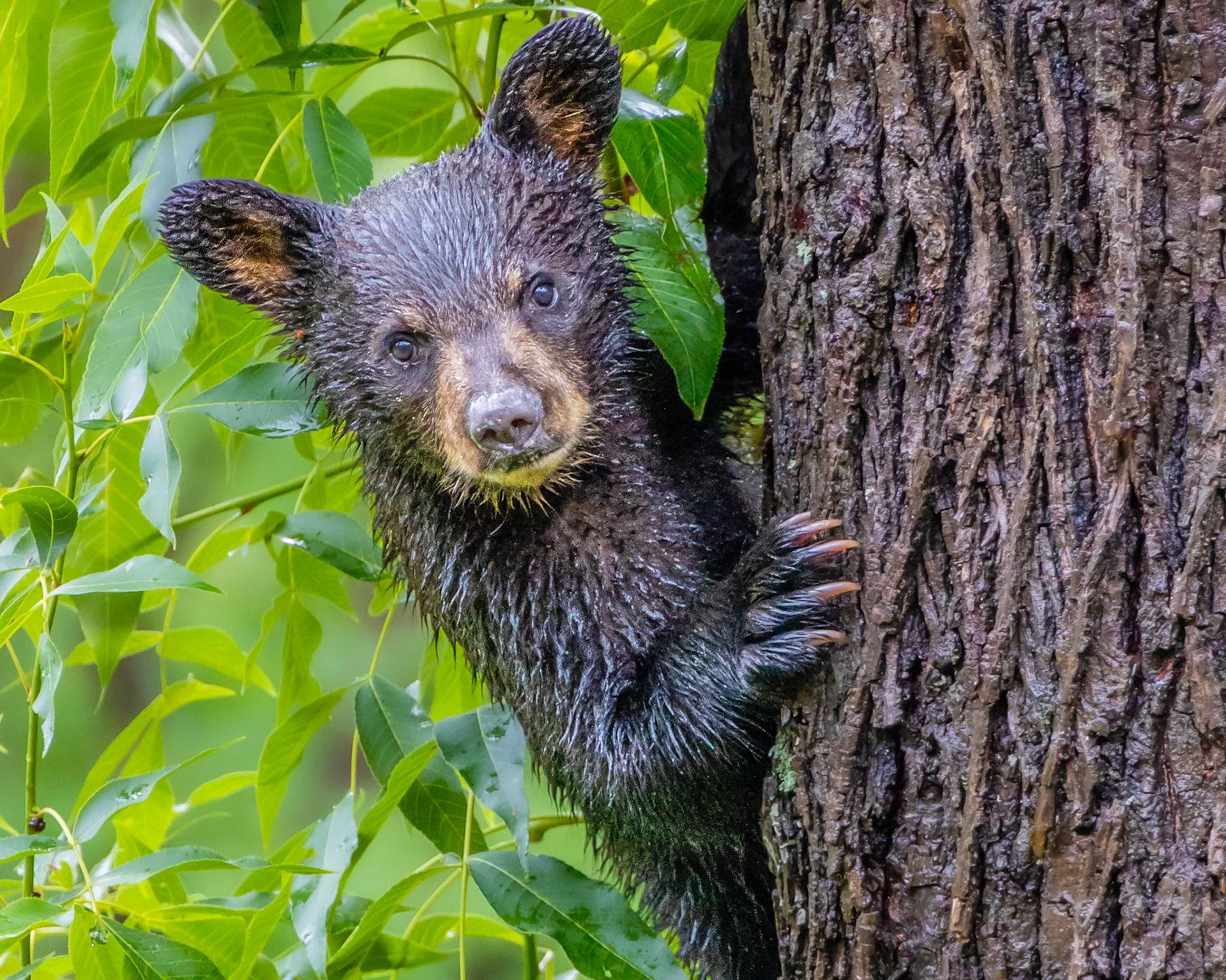 Bear in Back Yard