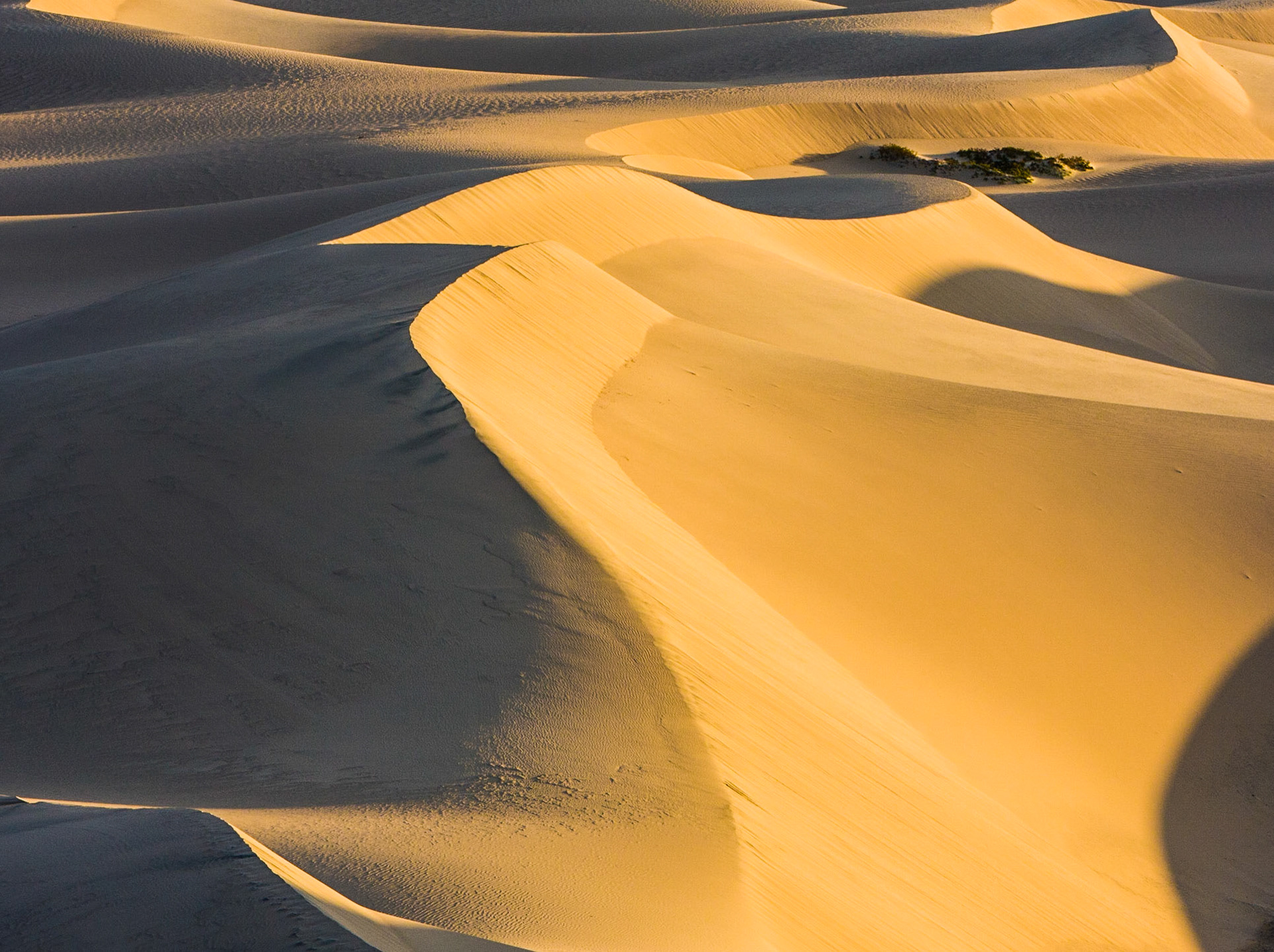 Mesquite Dunes at Sunset