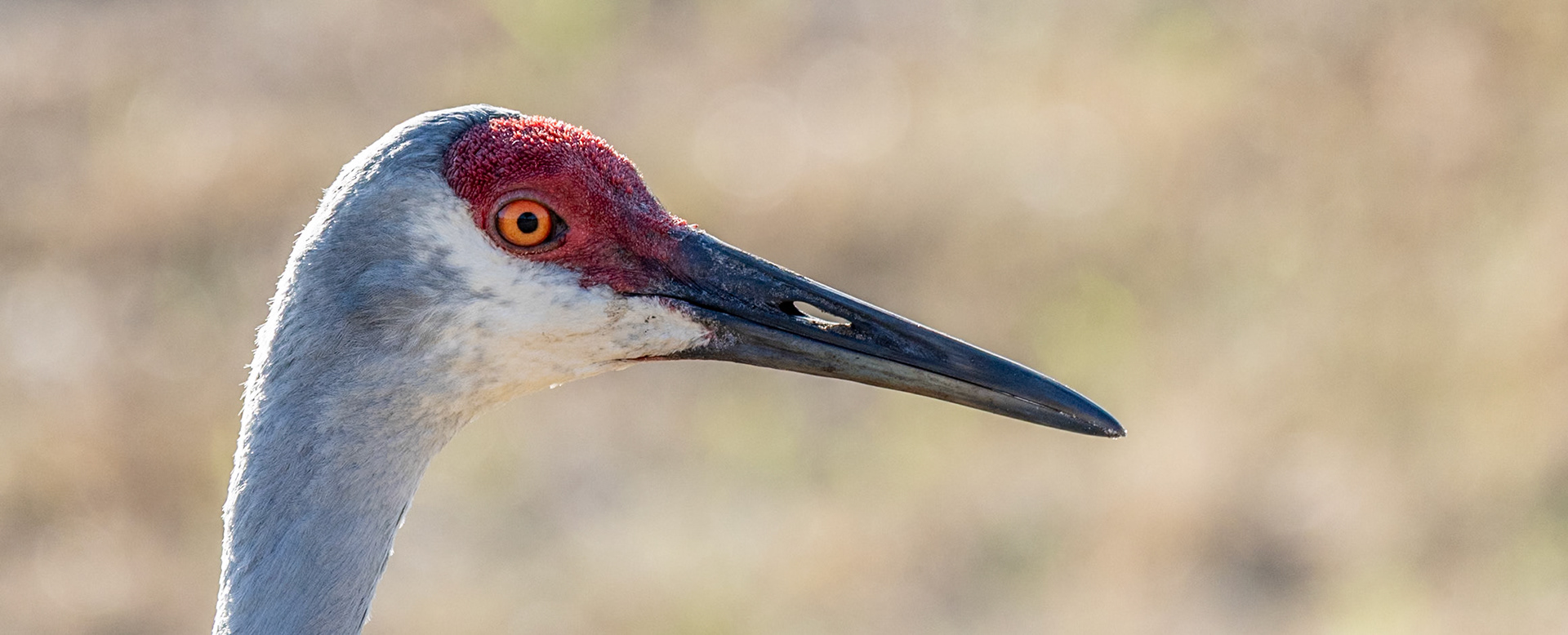 Sandhill Crane