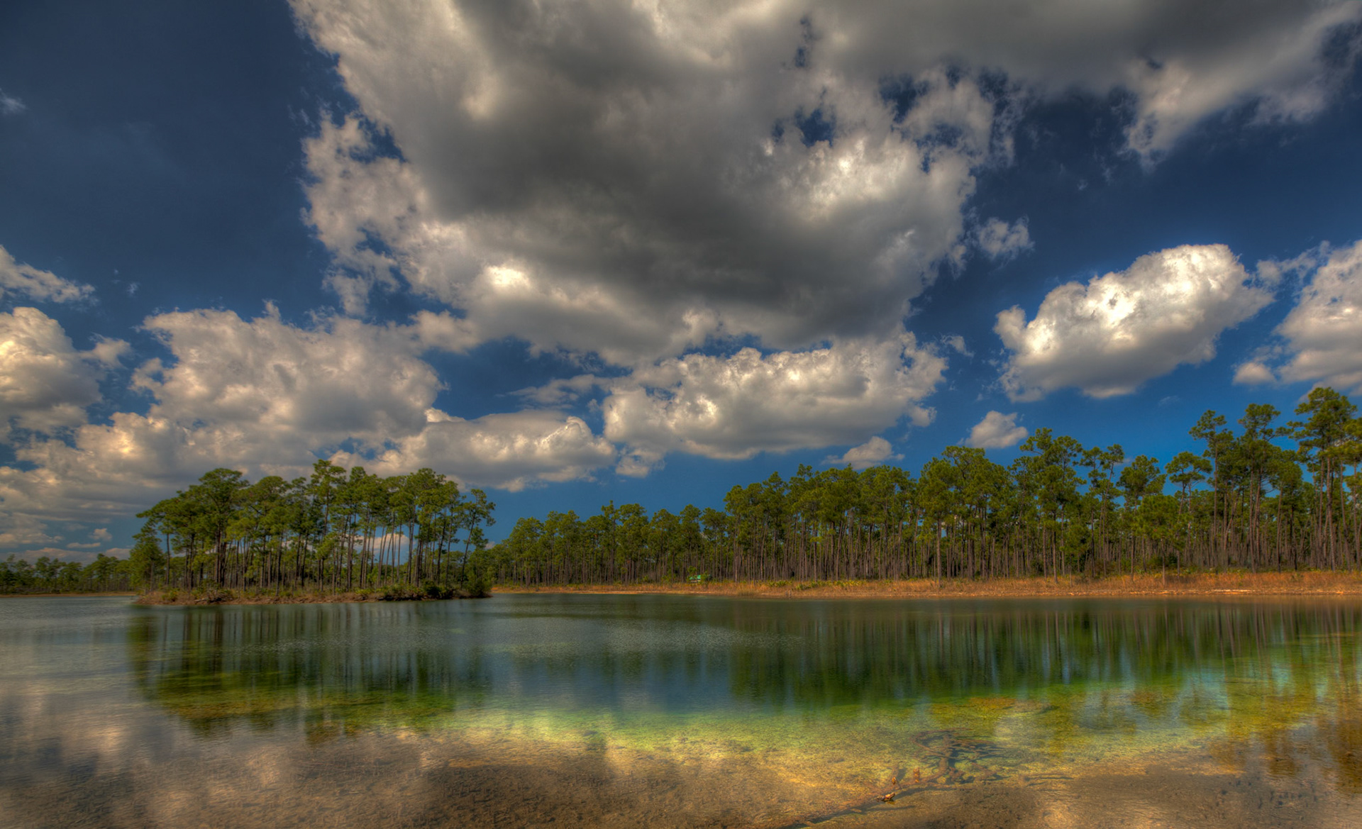 Slash Pine Reflections