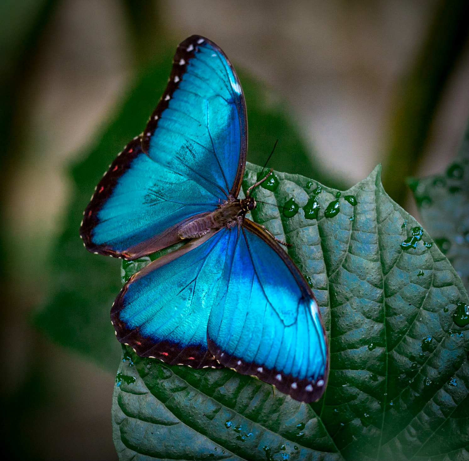 Blue Morpho - 1263