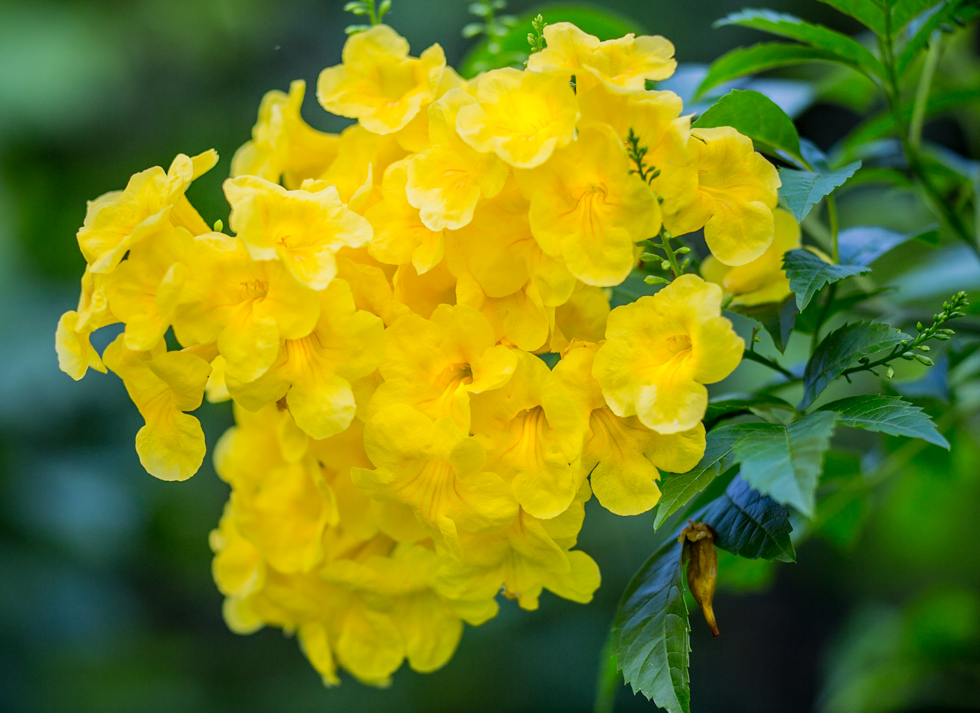 Flowers-1396