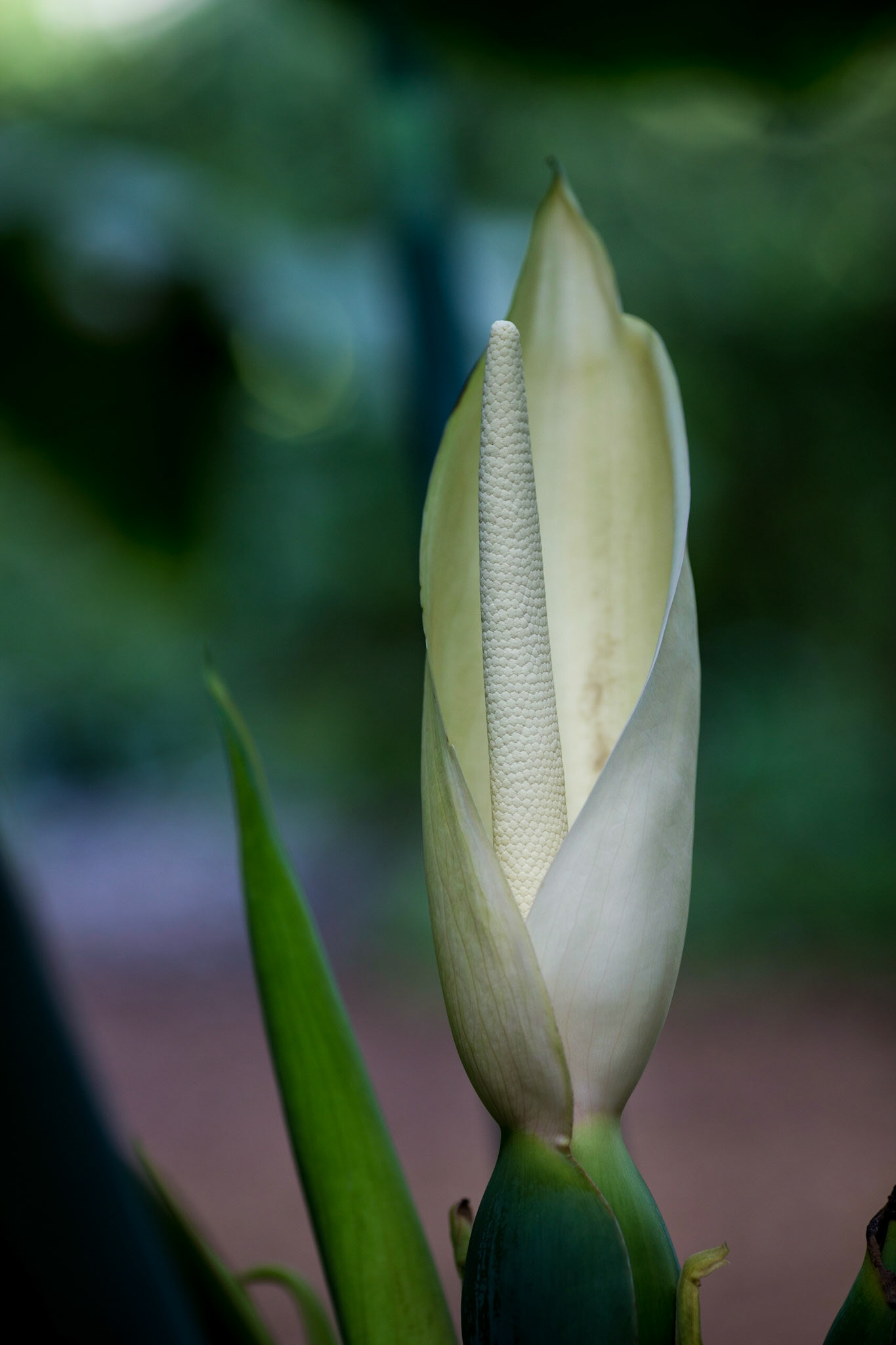 Flowers-1355