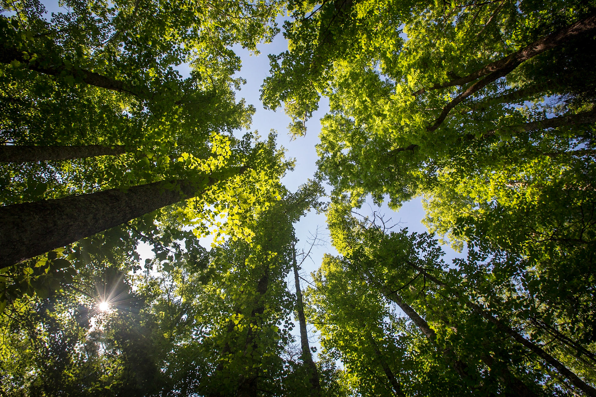 Looking Up Through Hardwoods - 2809