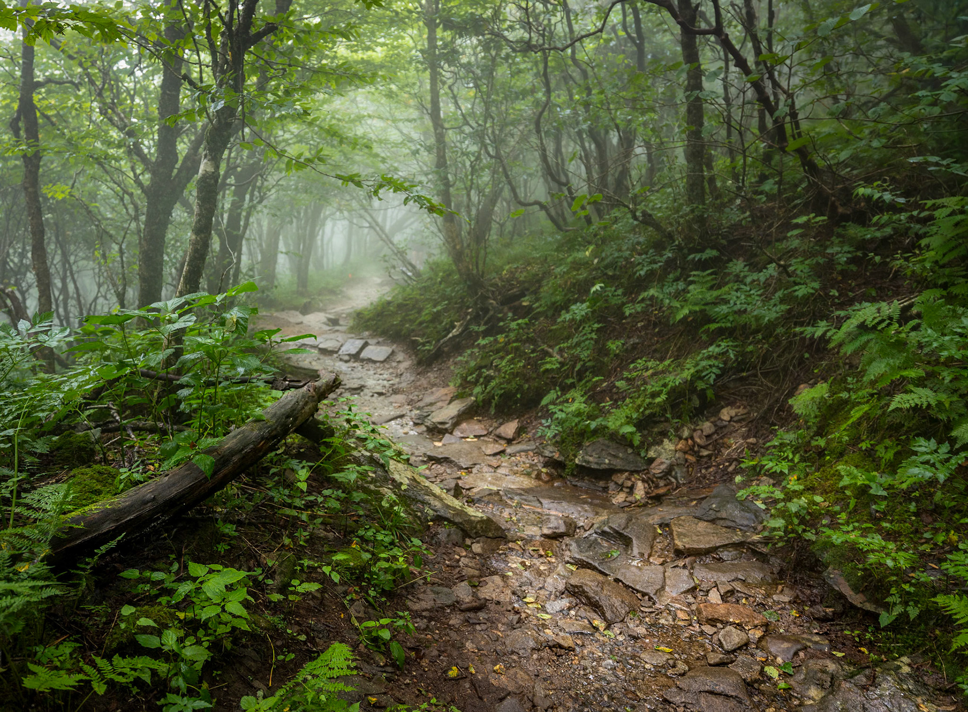 Rocky Trail 0725