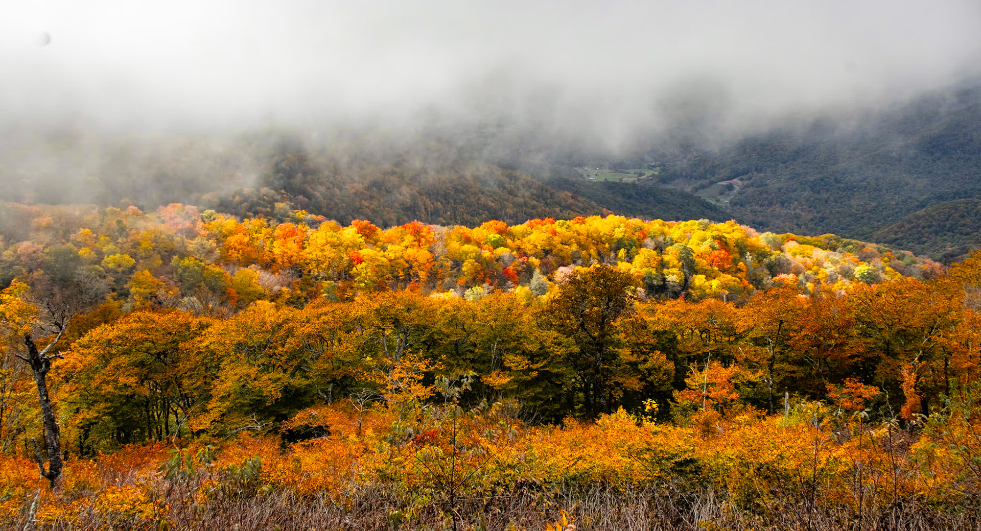 Color Under the Fog - 7675