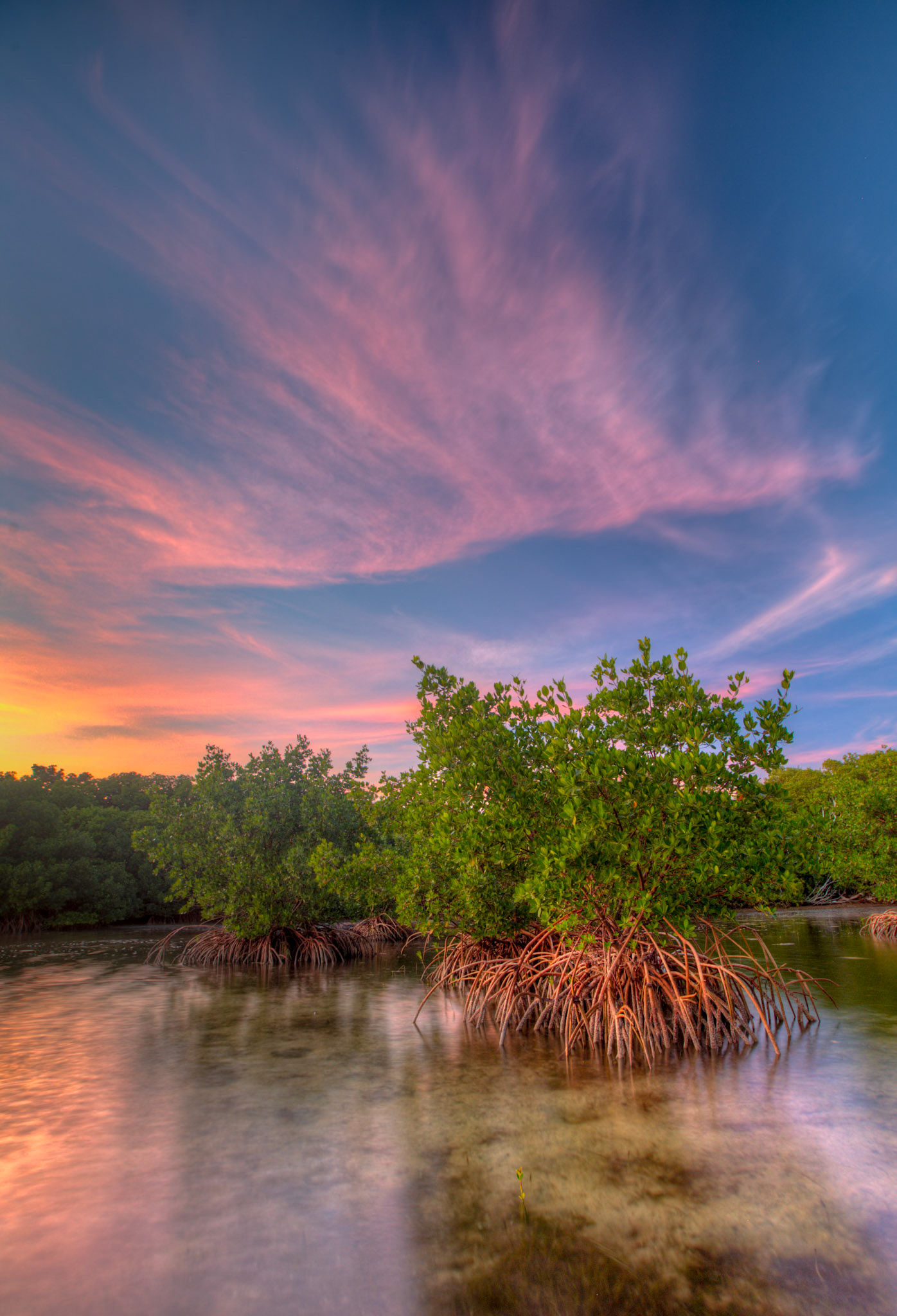 Sunset Over the Mangroves - 1505