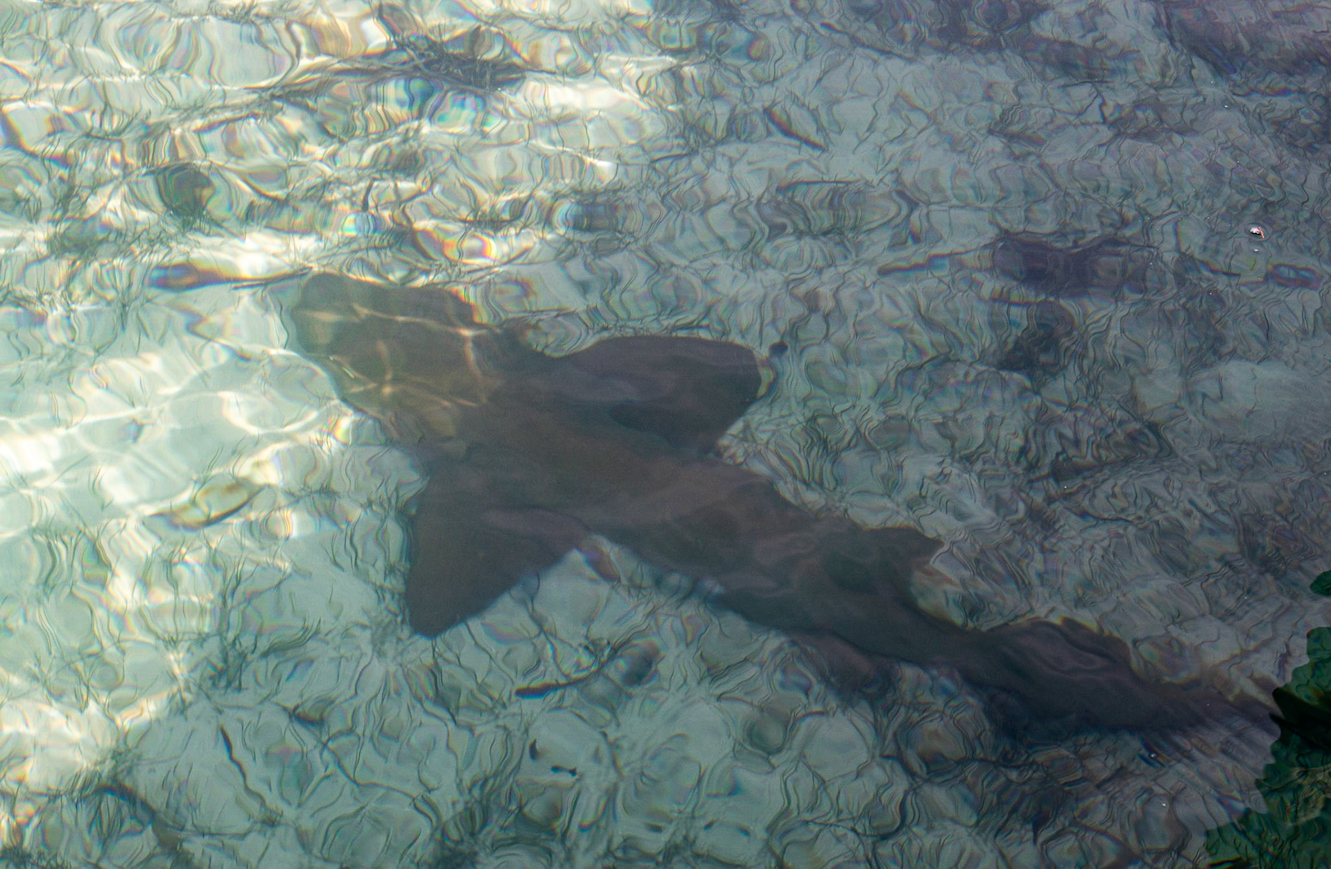 Nurse Shark 1322