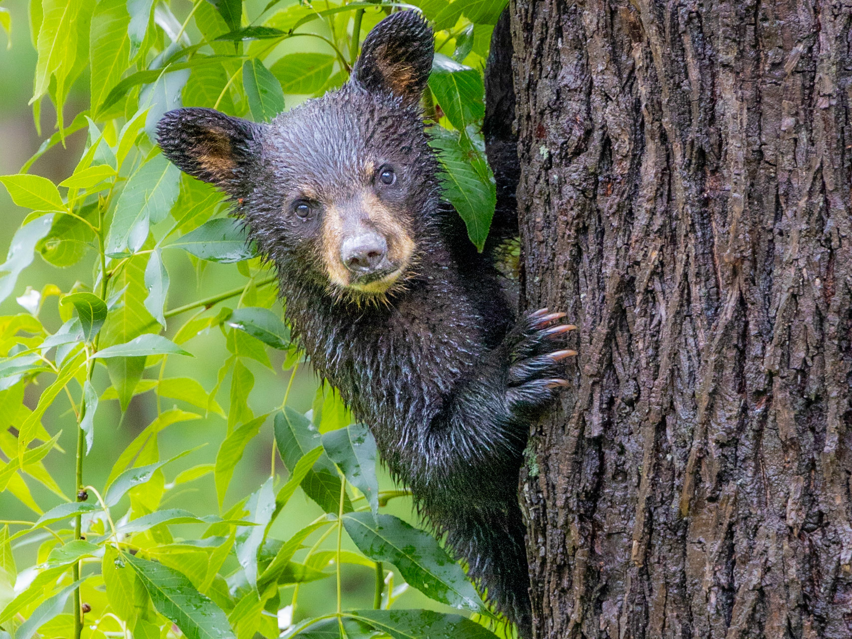 Bear in Back Yard