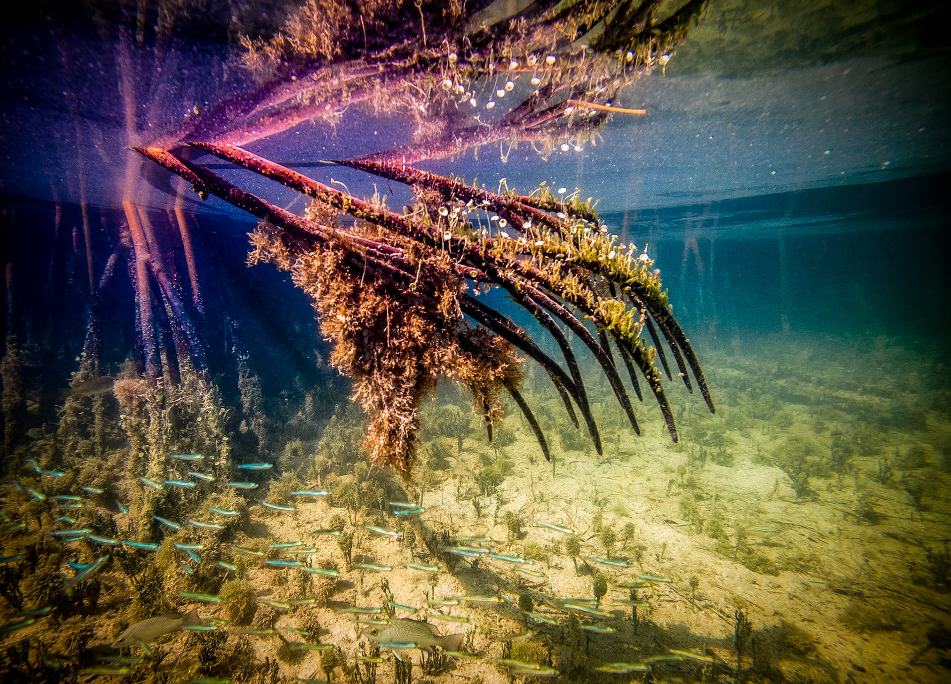 Mangrove Roots - 670
