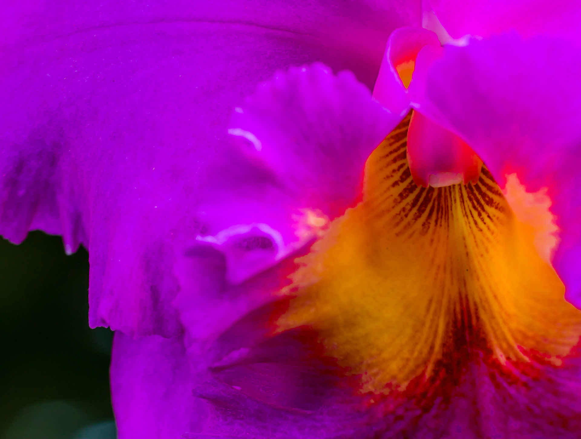 Flowers-1392