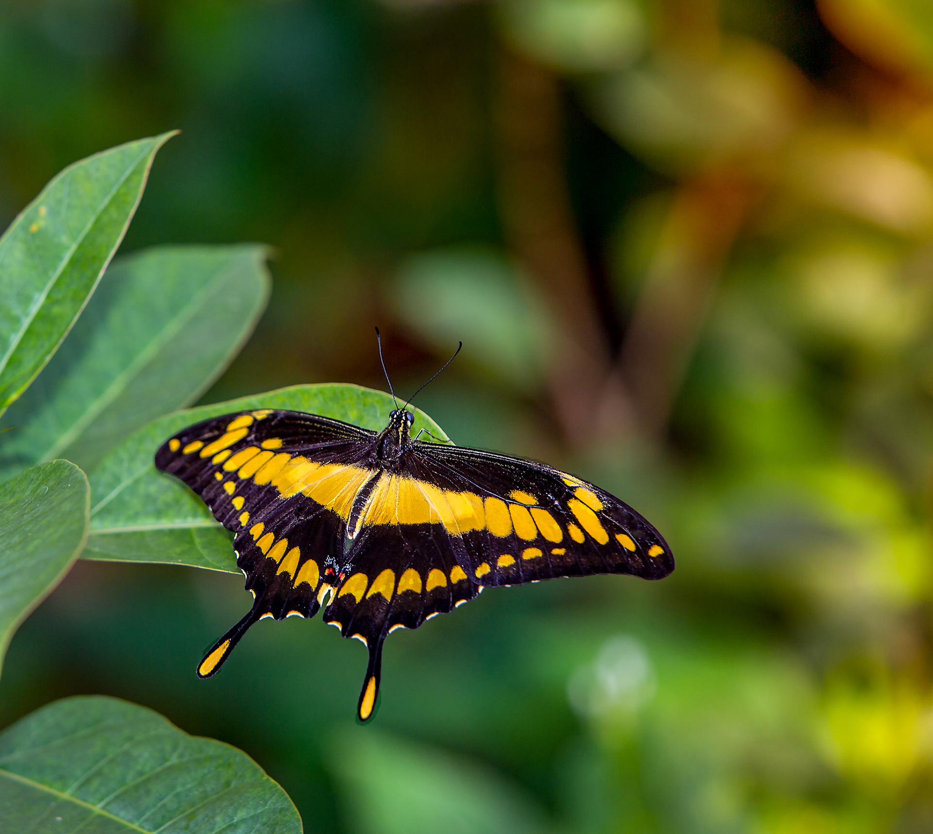 Giant Swallowtail - 1218