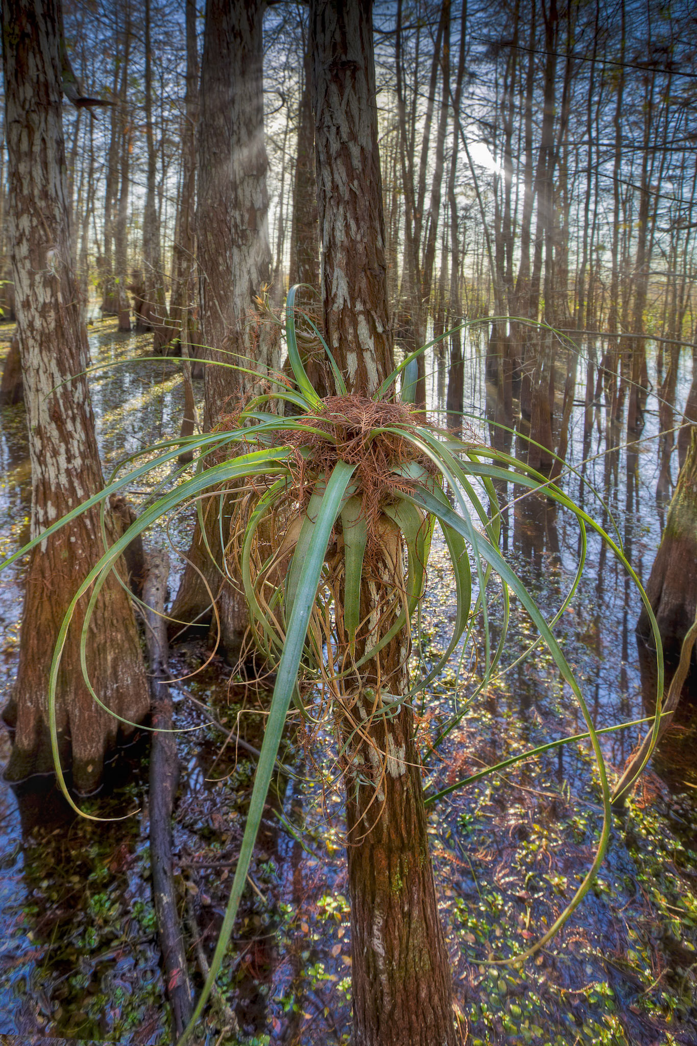 Bromeliad in Cypress