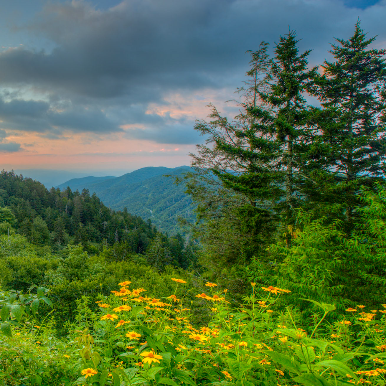 Wildflowers Over Blue Ridges - 2806