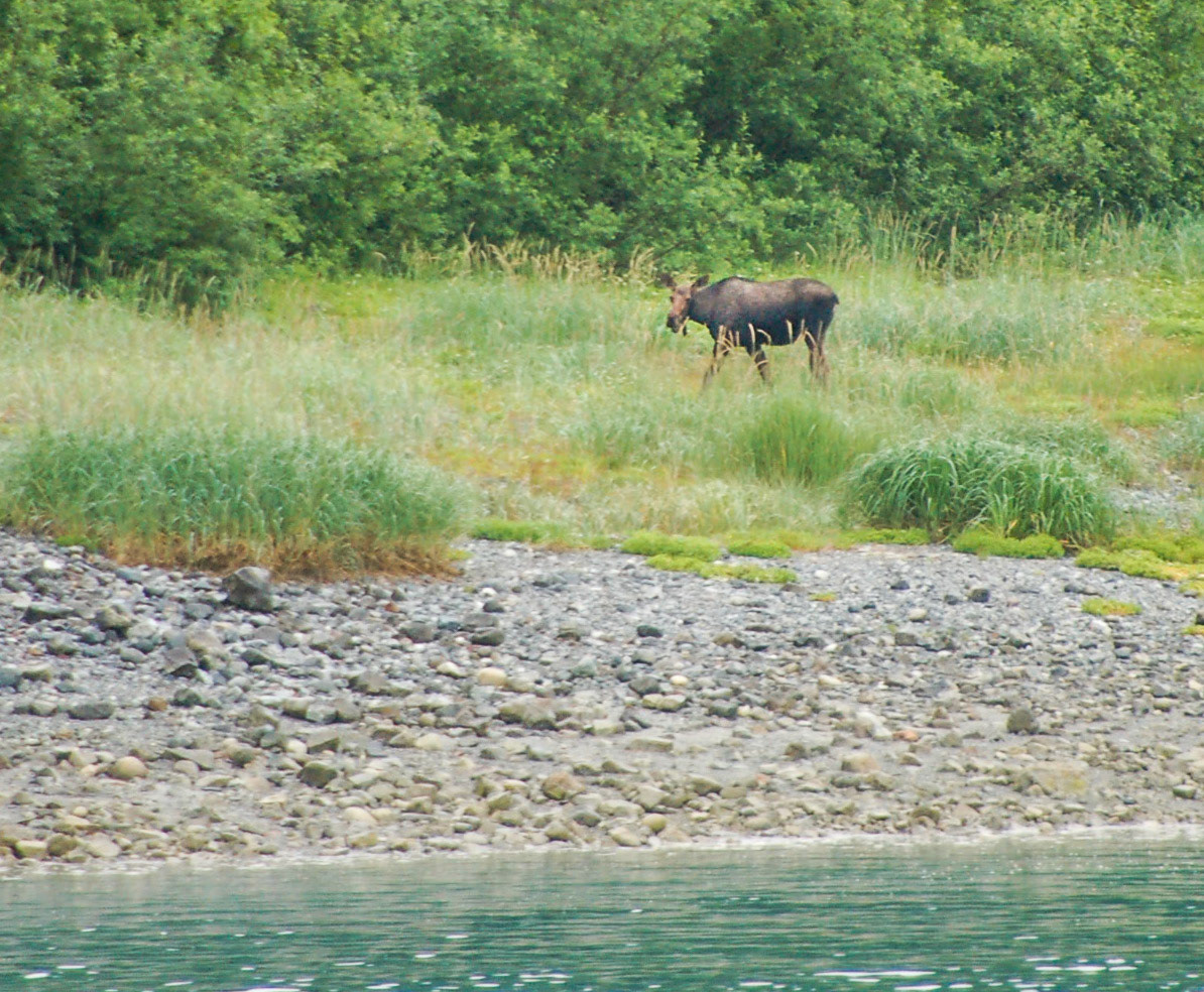 Moose on the Shoreline - 43135