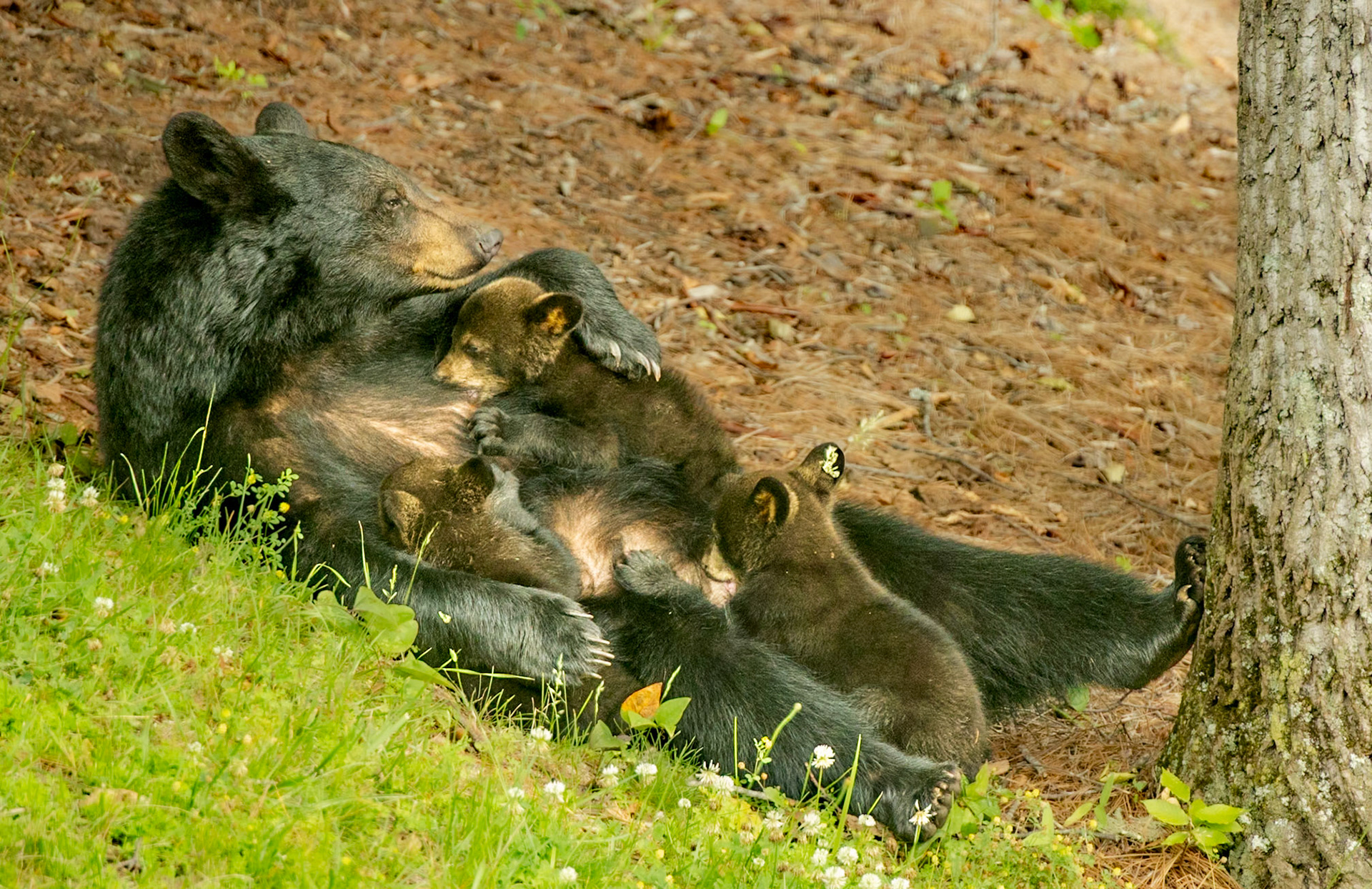 Feeding Time