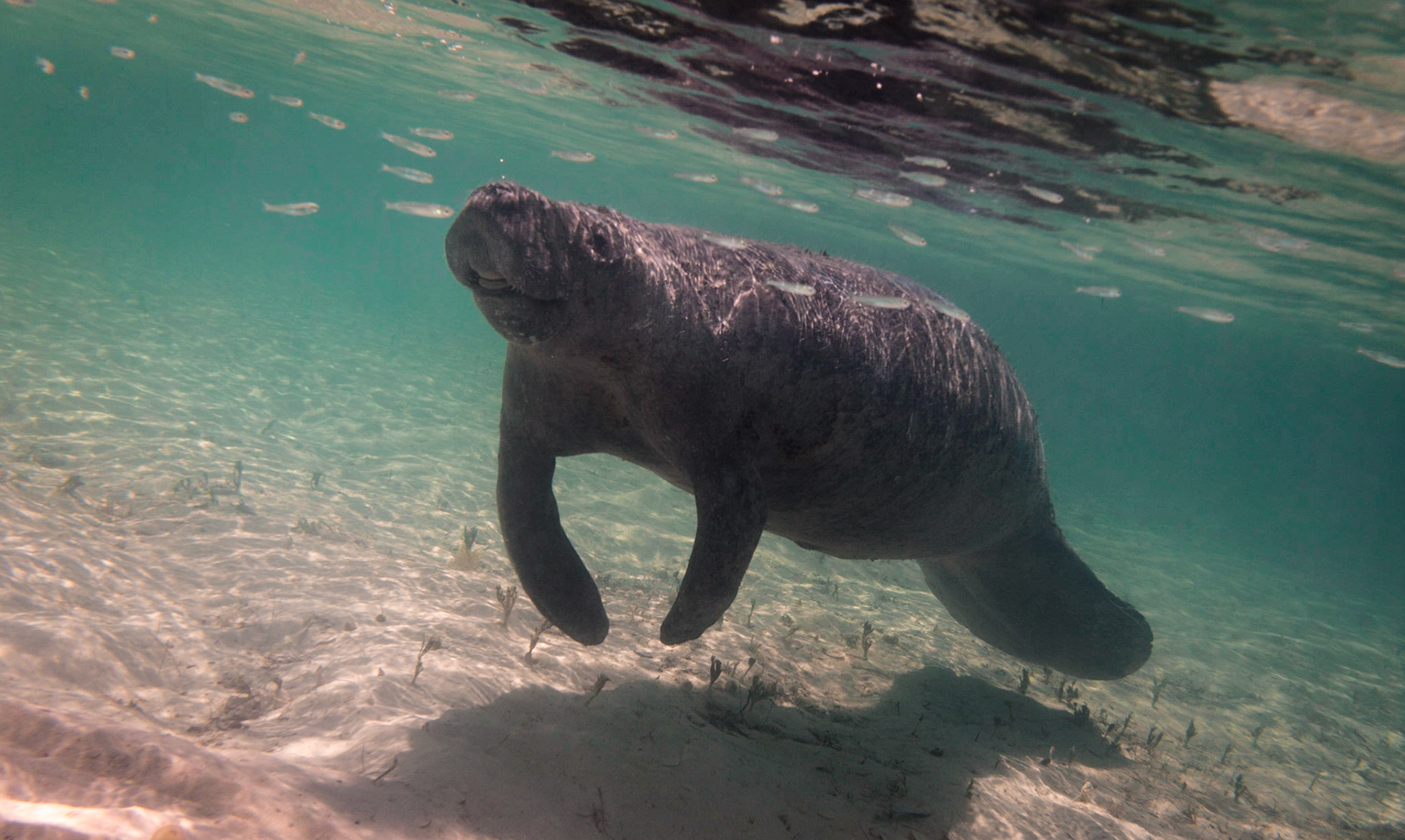 Manatee-01