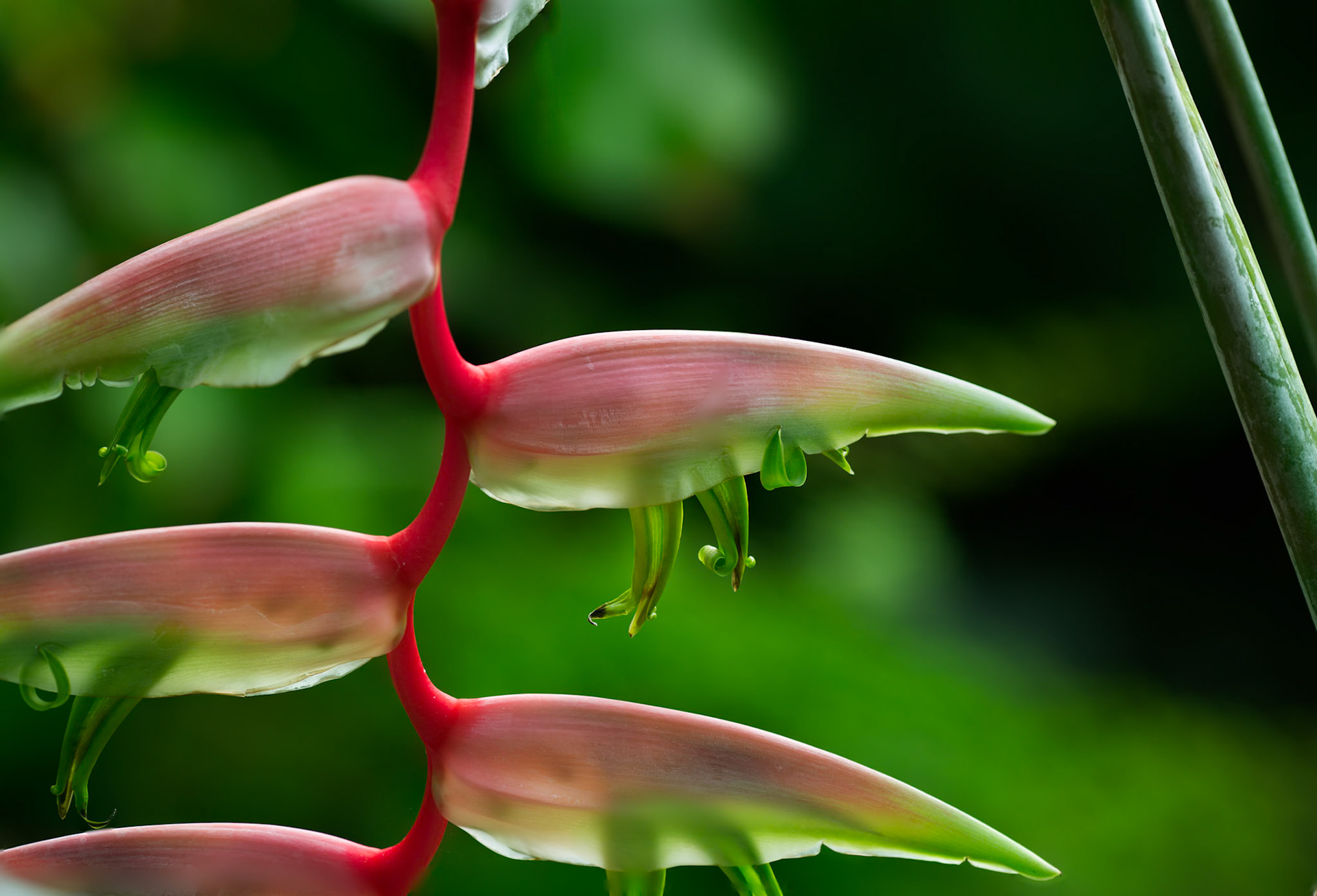 Lobster Claw Heliconia -1340