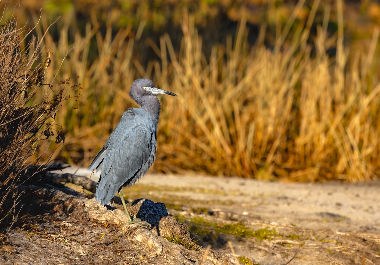 Little Blue Heron