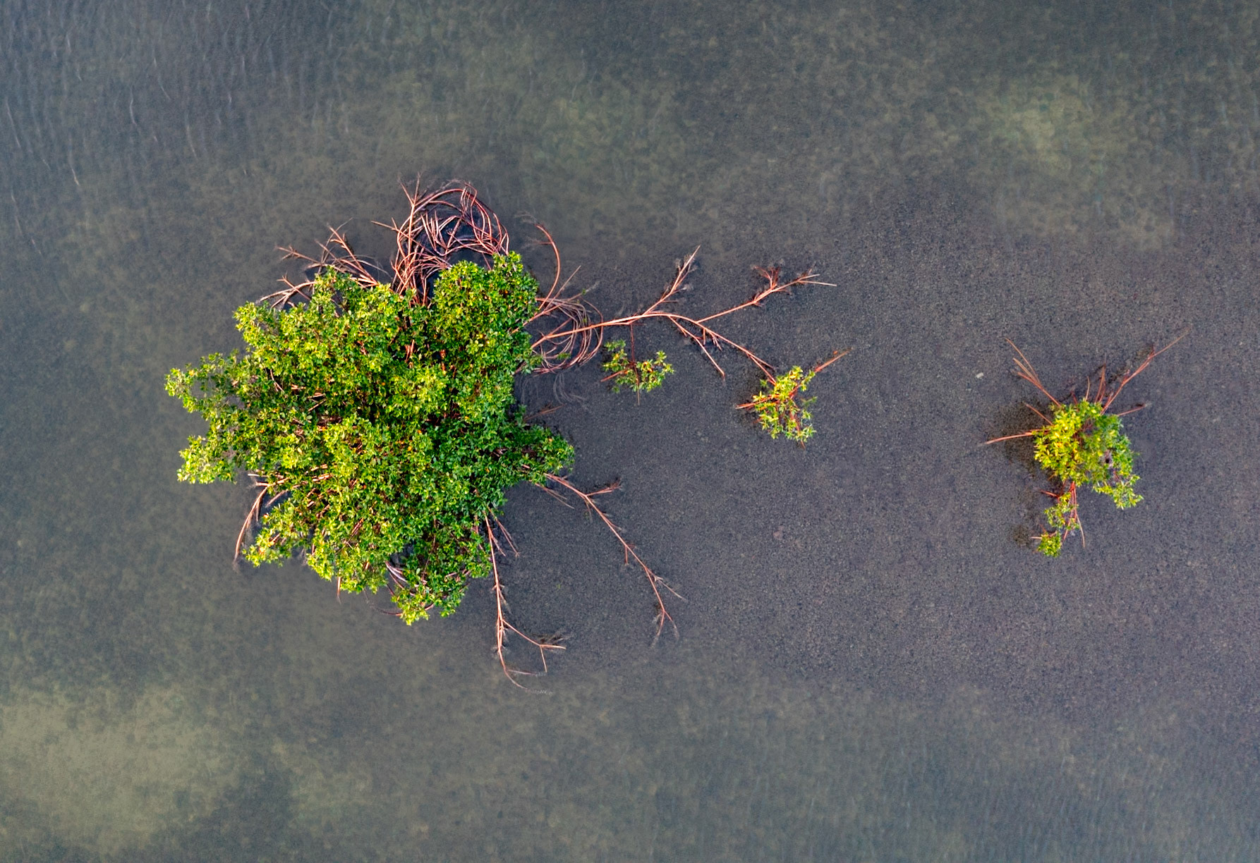 MS1437 -Mangroves