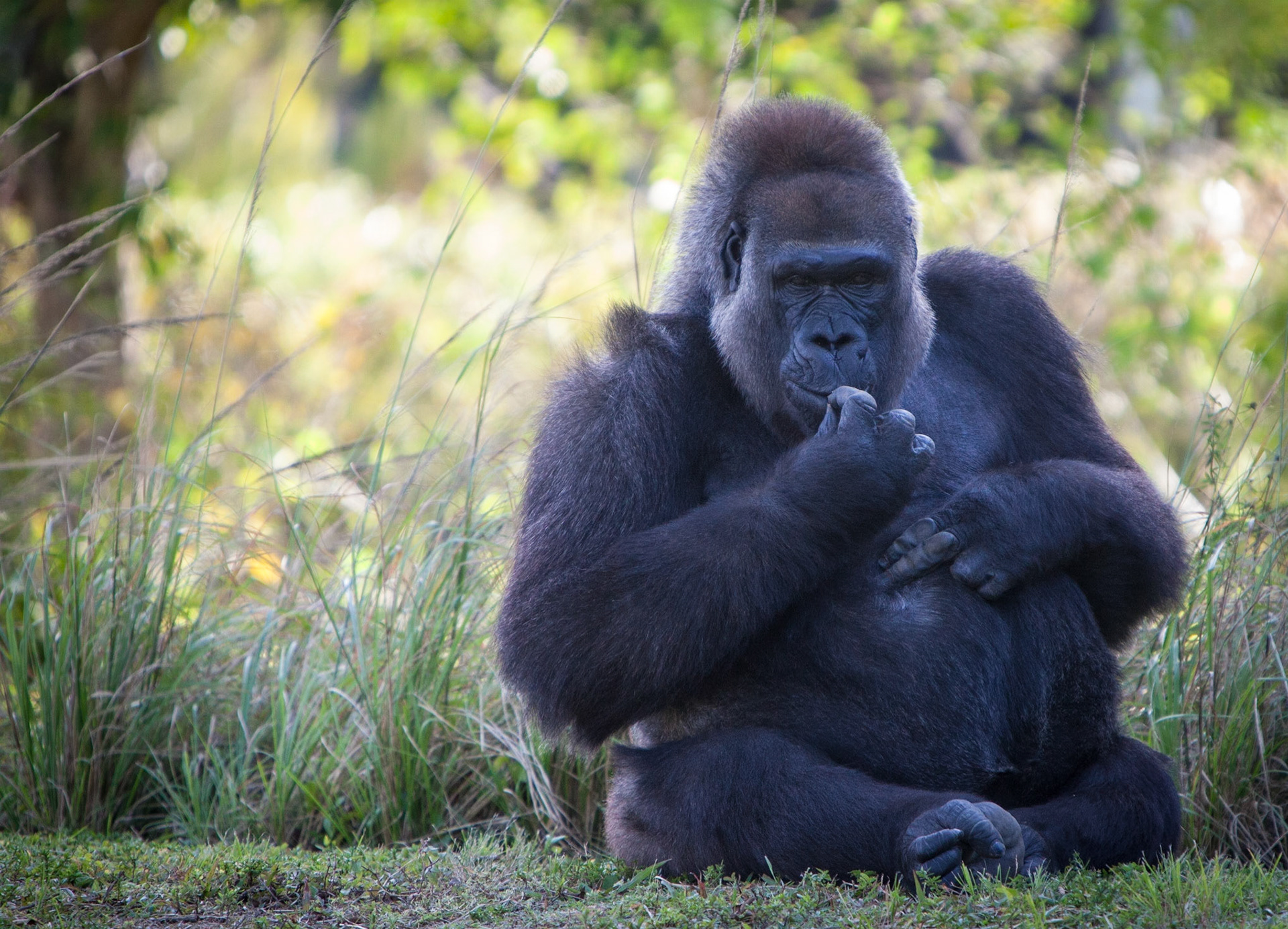 A1104-Gorillas constitute the eponymous genus Gorilla, the largest extant genus of primates by size
